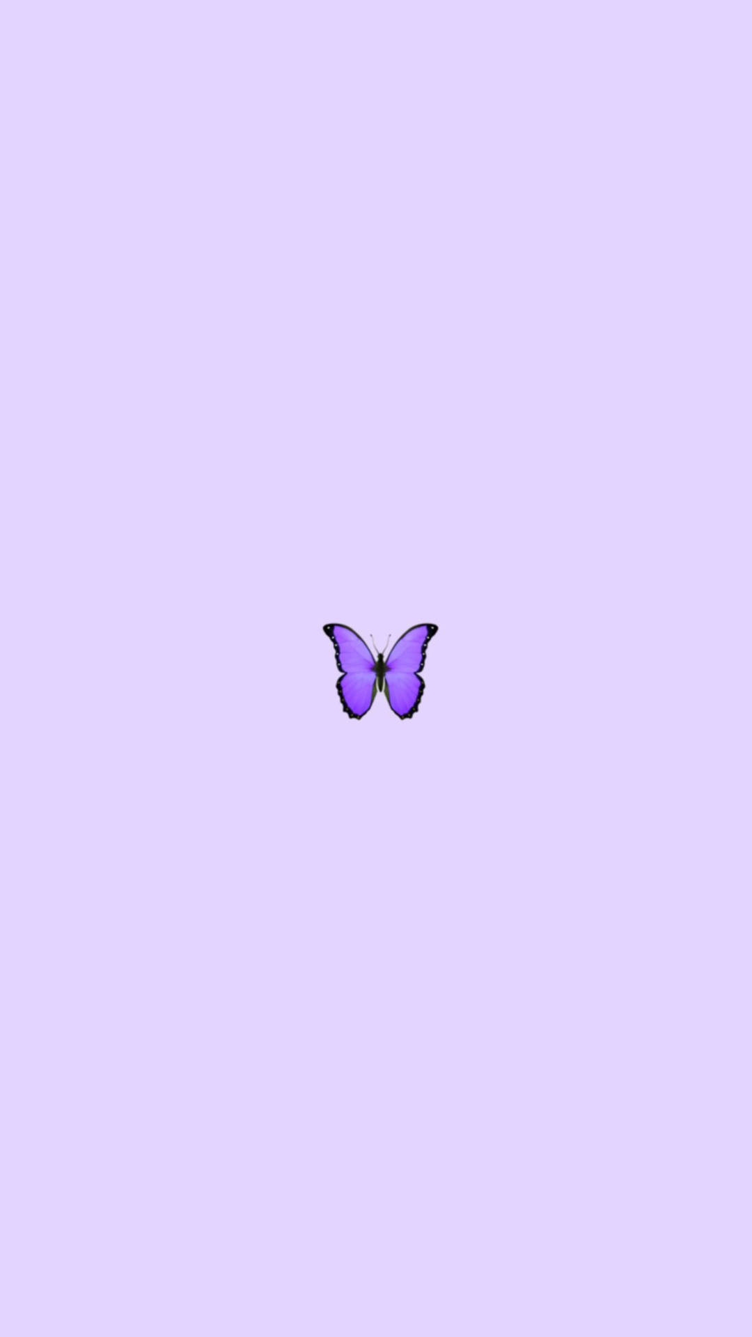 Light Purple Butterfly Wallpapers