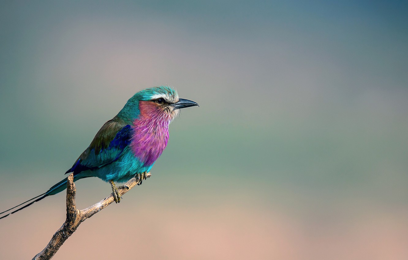 Lilac-Breasted Roller Wallpapers