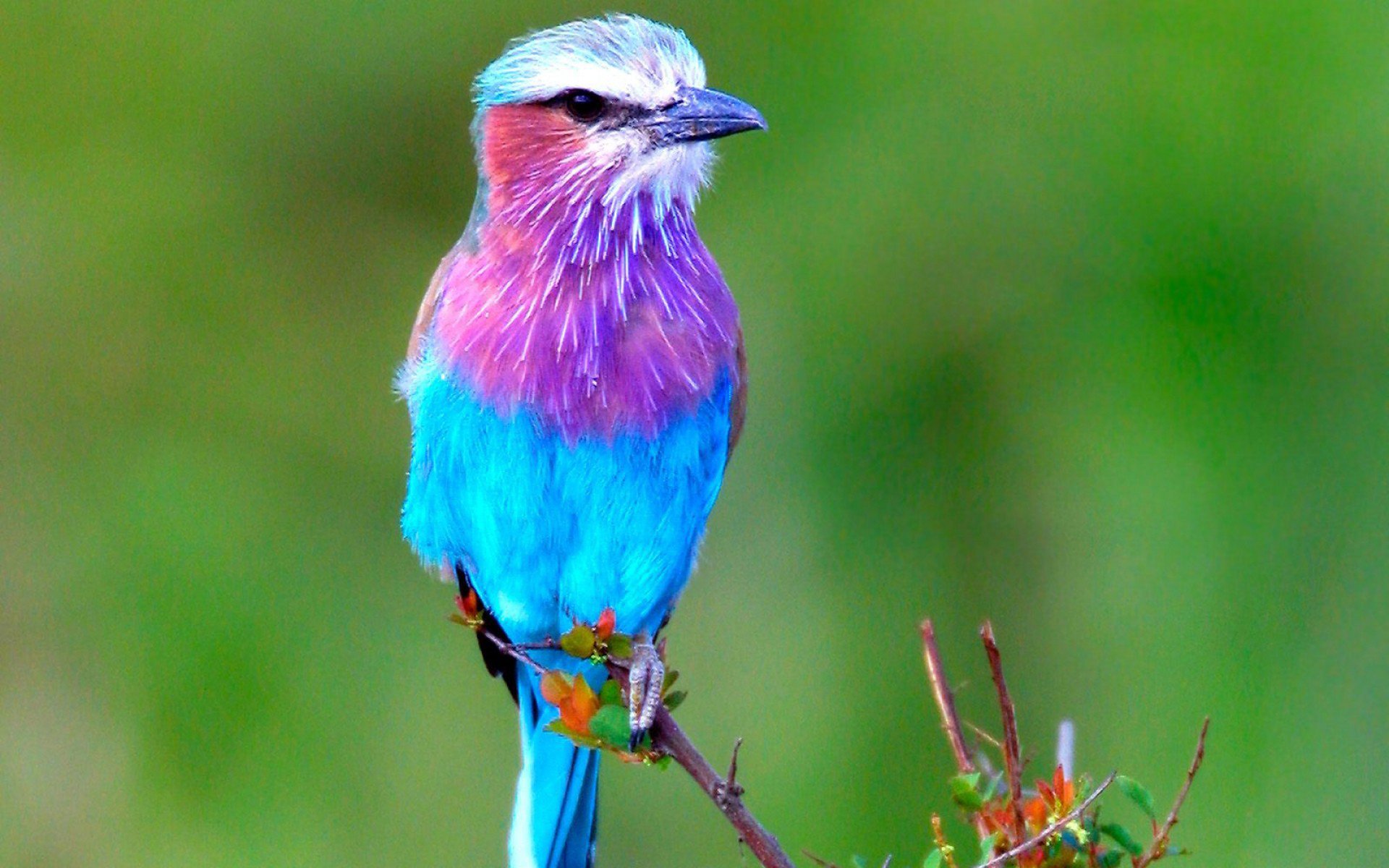 Lilac-Breasted Roller Wallpapers