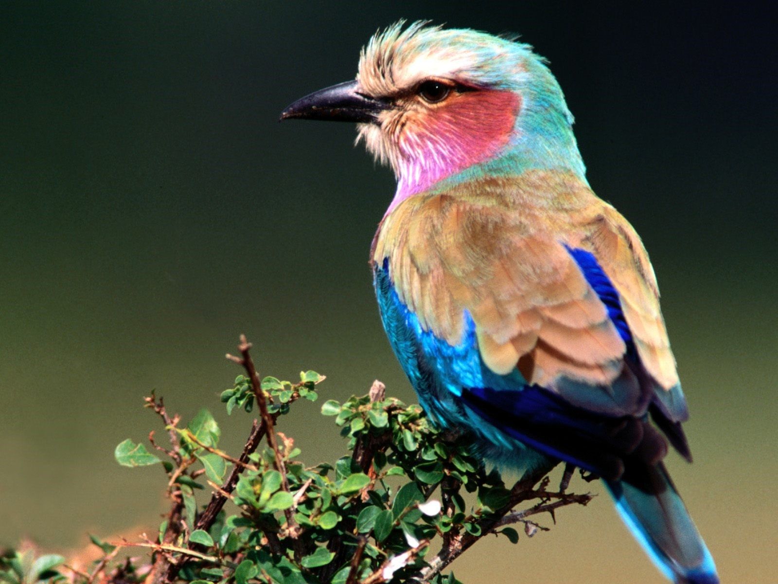 Lilac-Breasted Roller Wallpapers