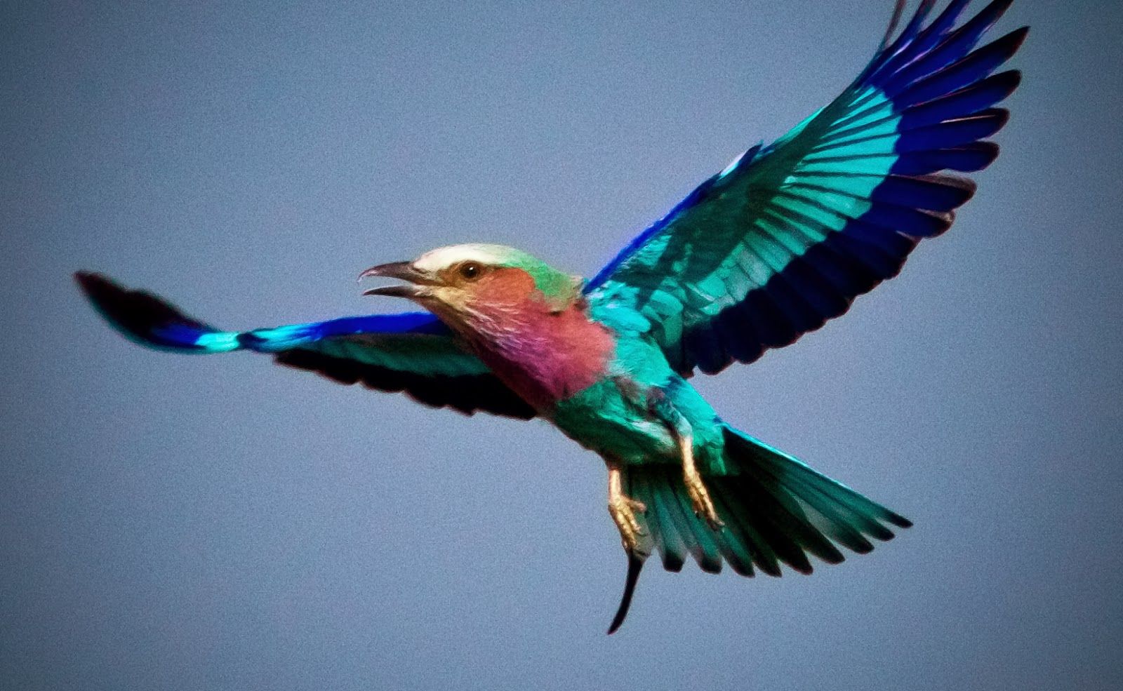 Lilac-Breasted Roller Wallpapers