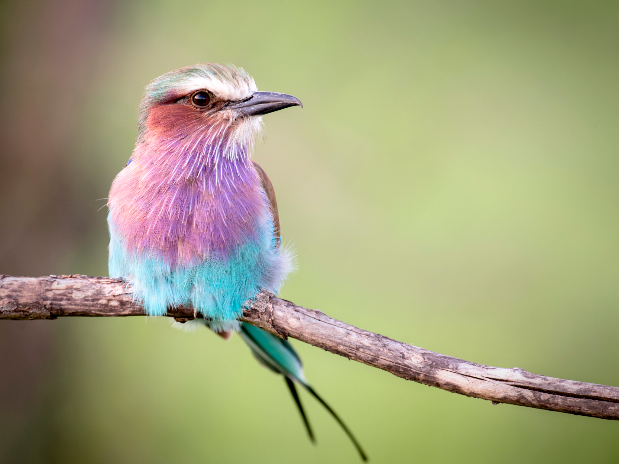 Lilac-Breasted Roller Wallpapers