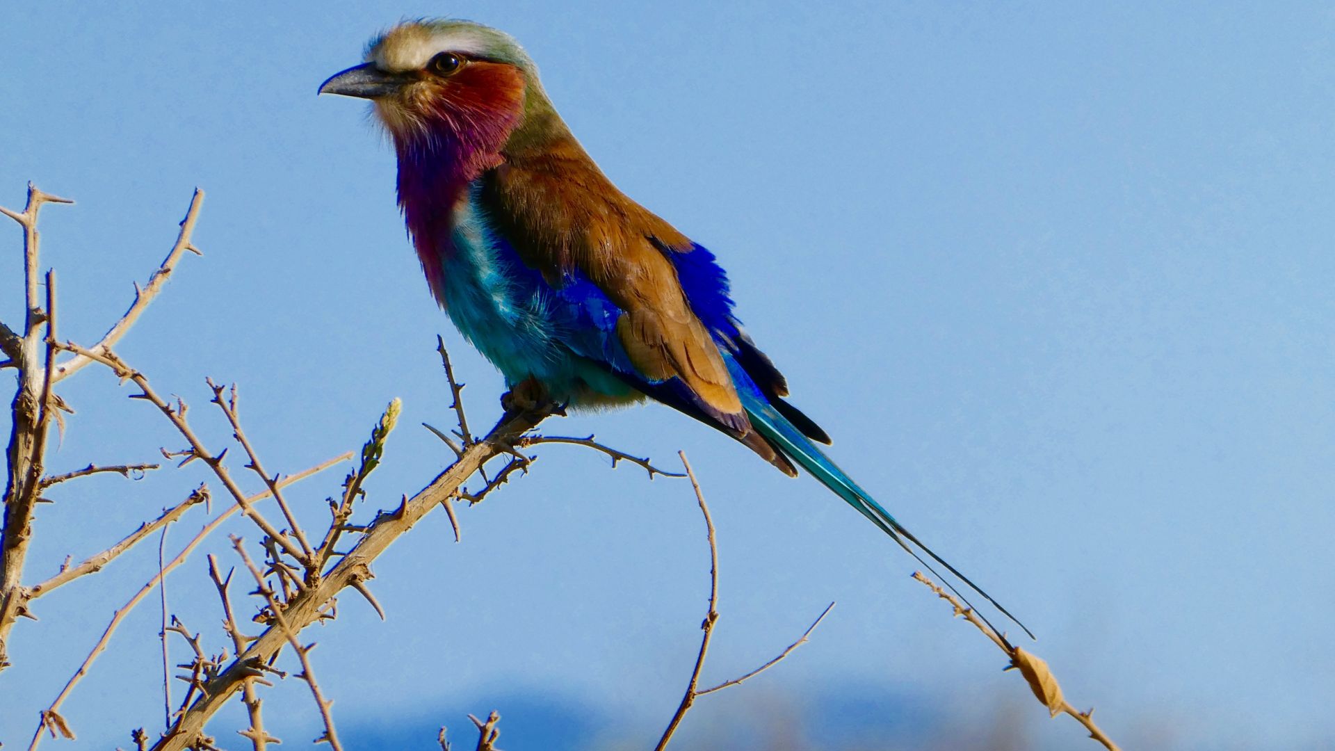 Lilac-Breasted Roller Wallpapers