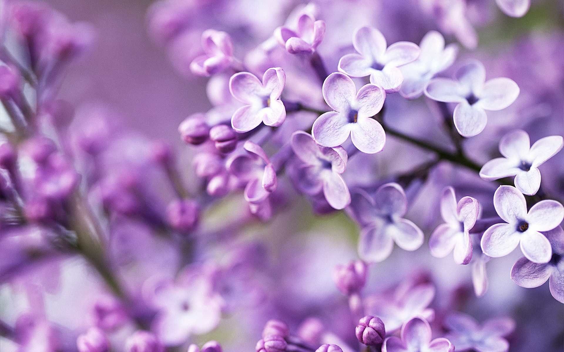 Lilac Desktop Wallpapers