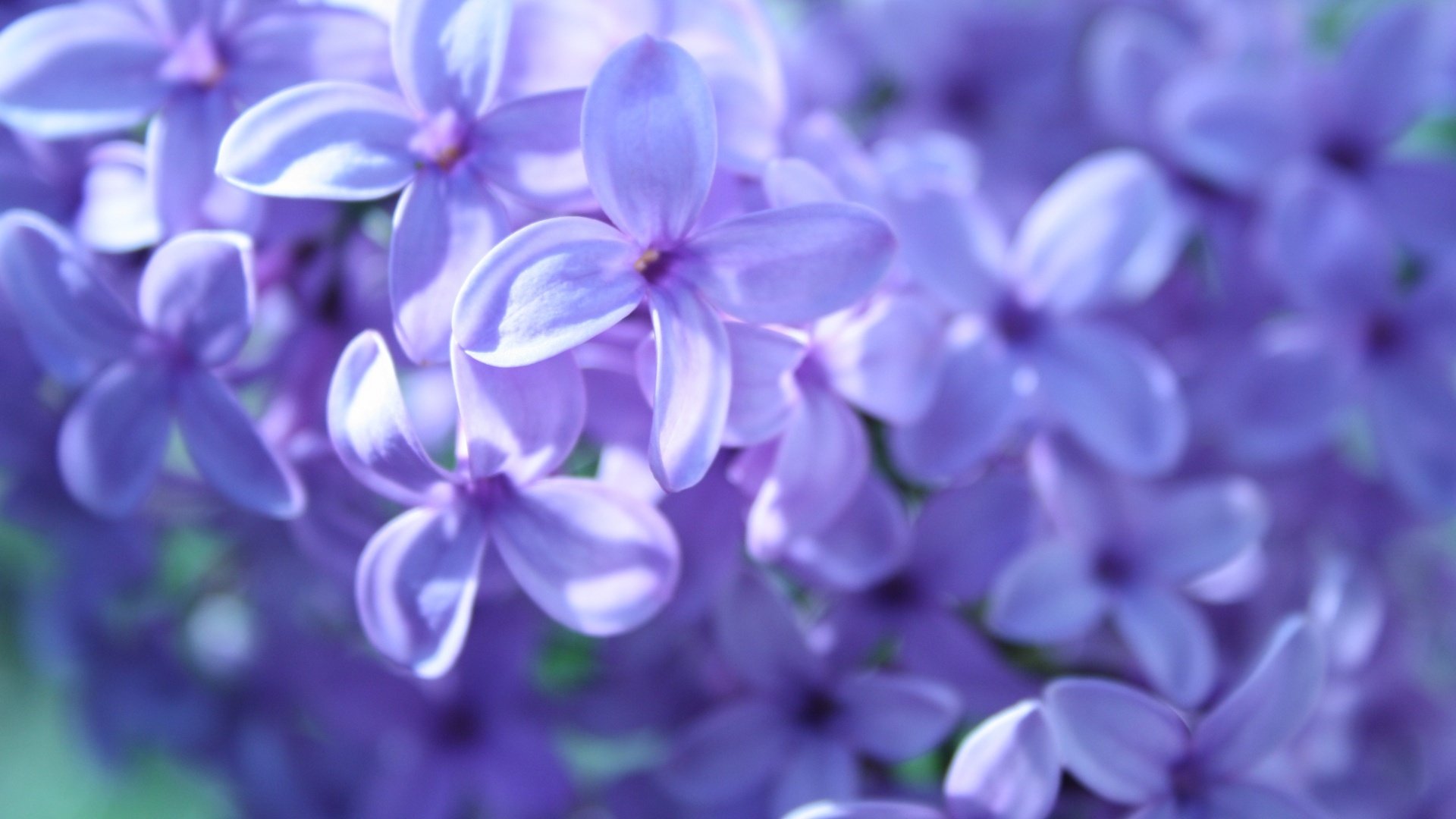 Lilac Desktop Wallpapers