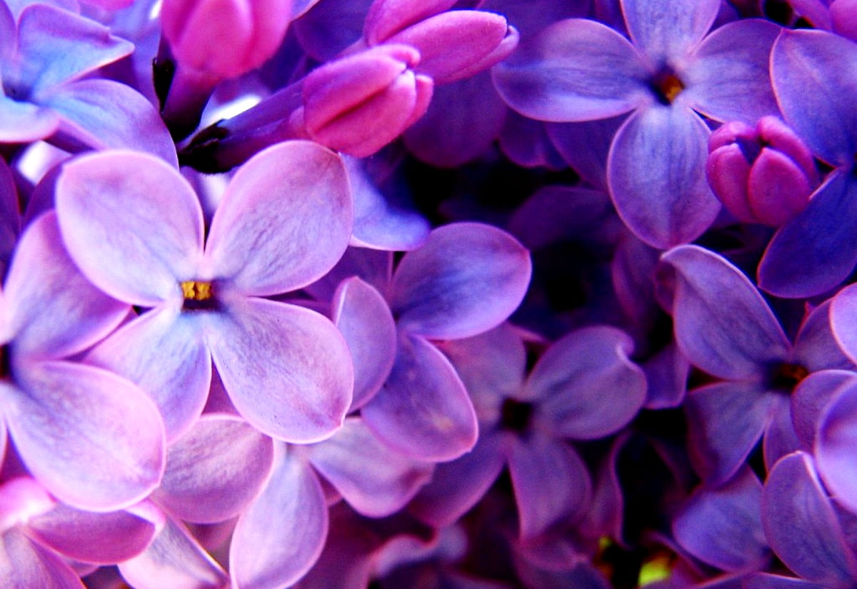 Lilac Desktop Wallpapers