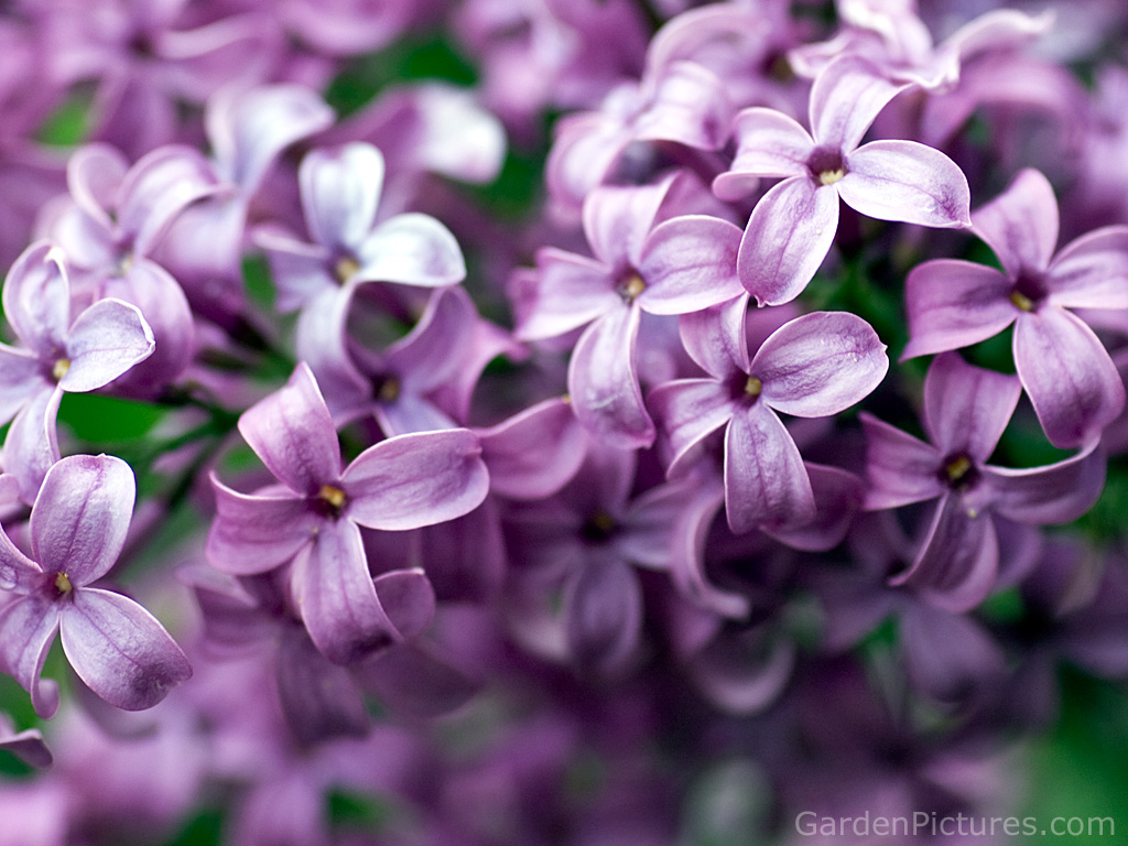 Lilac Flower Wallpapers