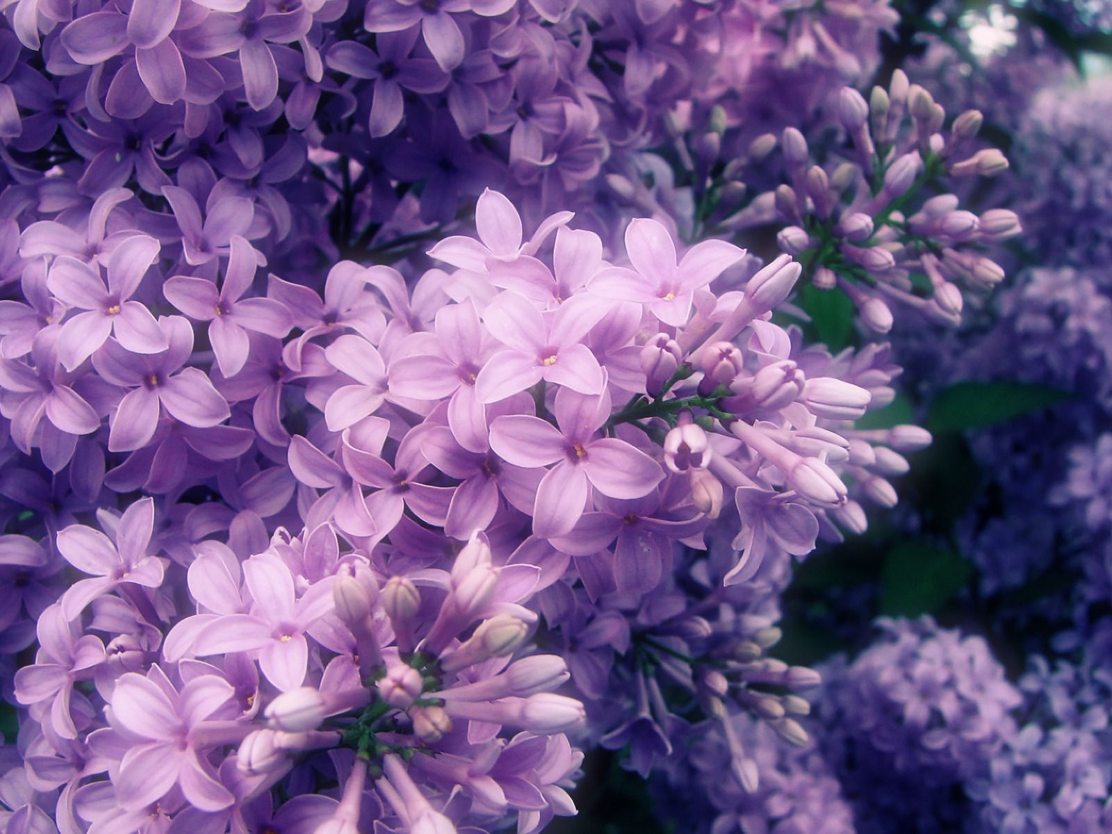 Lilac Flower Wallpapers