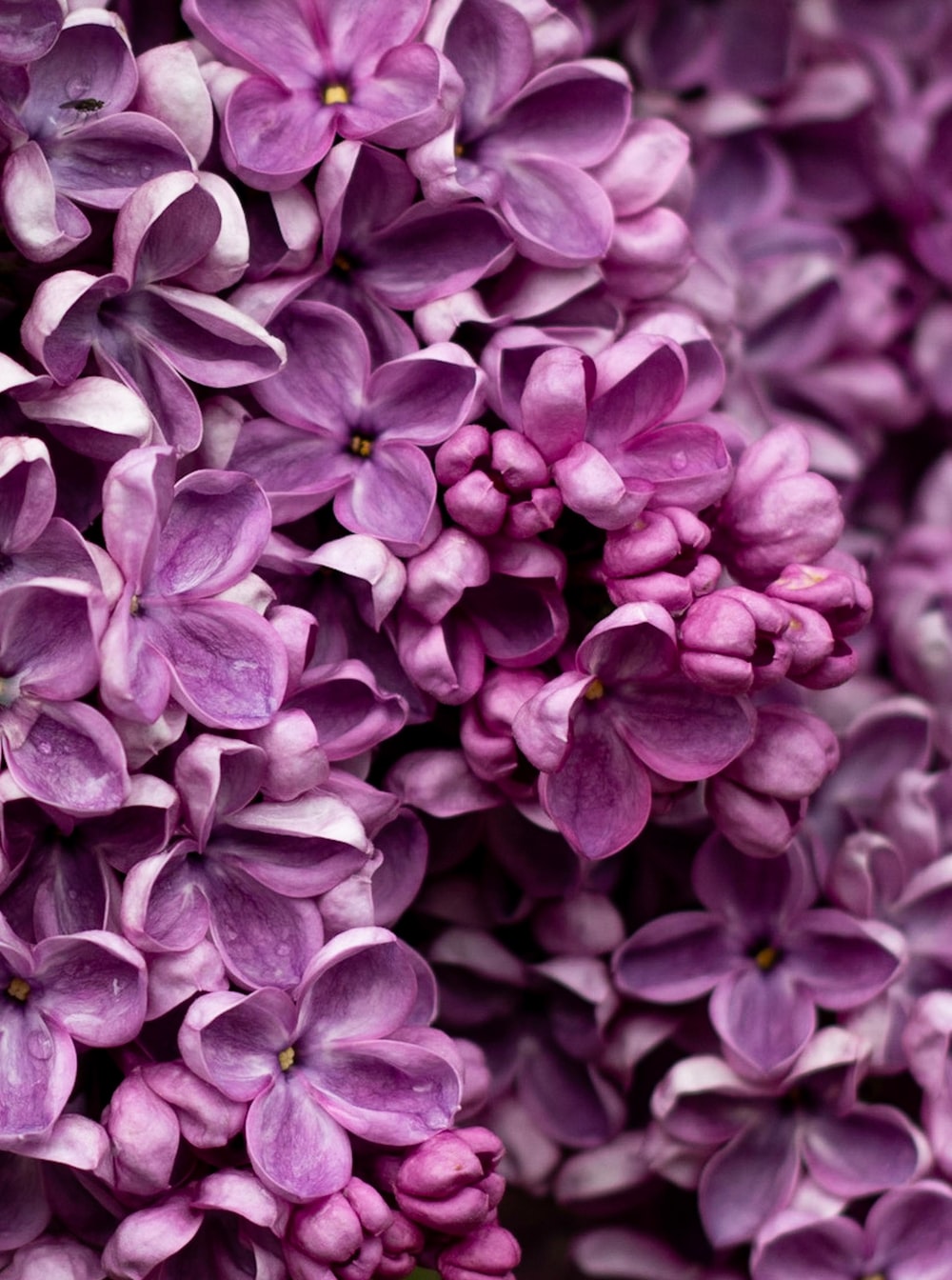 Lilac Flower Wallpapers