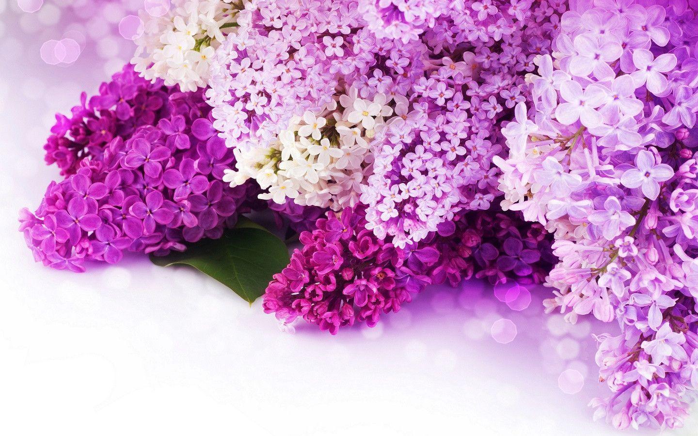 Lilac Flower Wallpapers