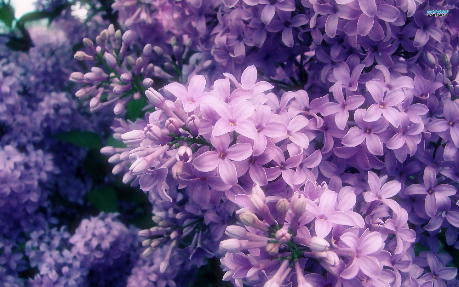 Lilac Flower Wallpapers