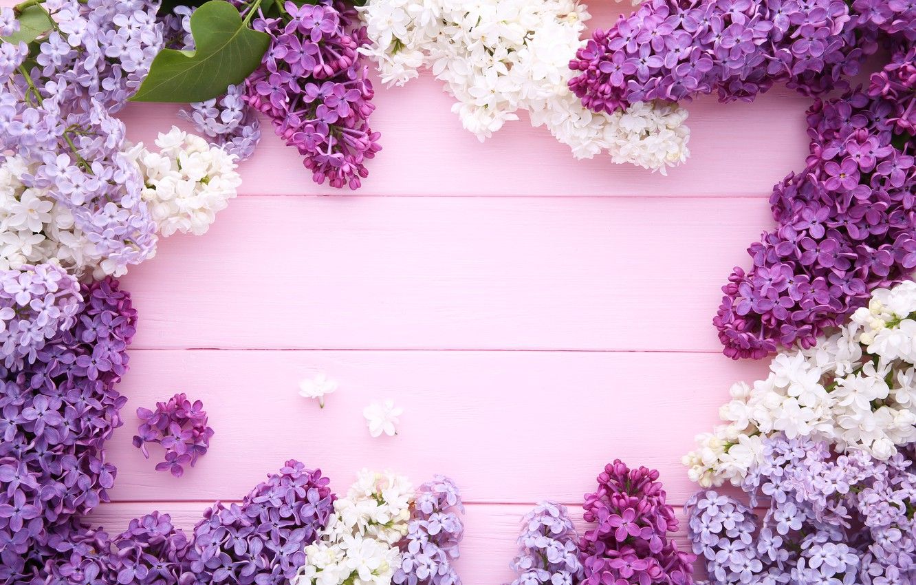 Lilac Flower Wallpapers