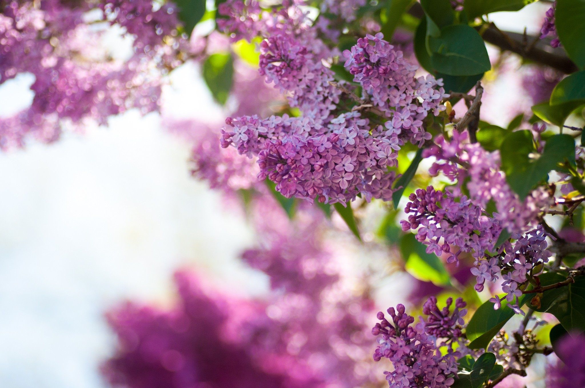 Lilac Flower Wallpapers