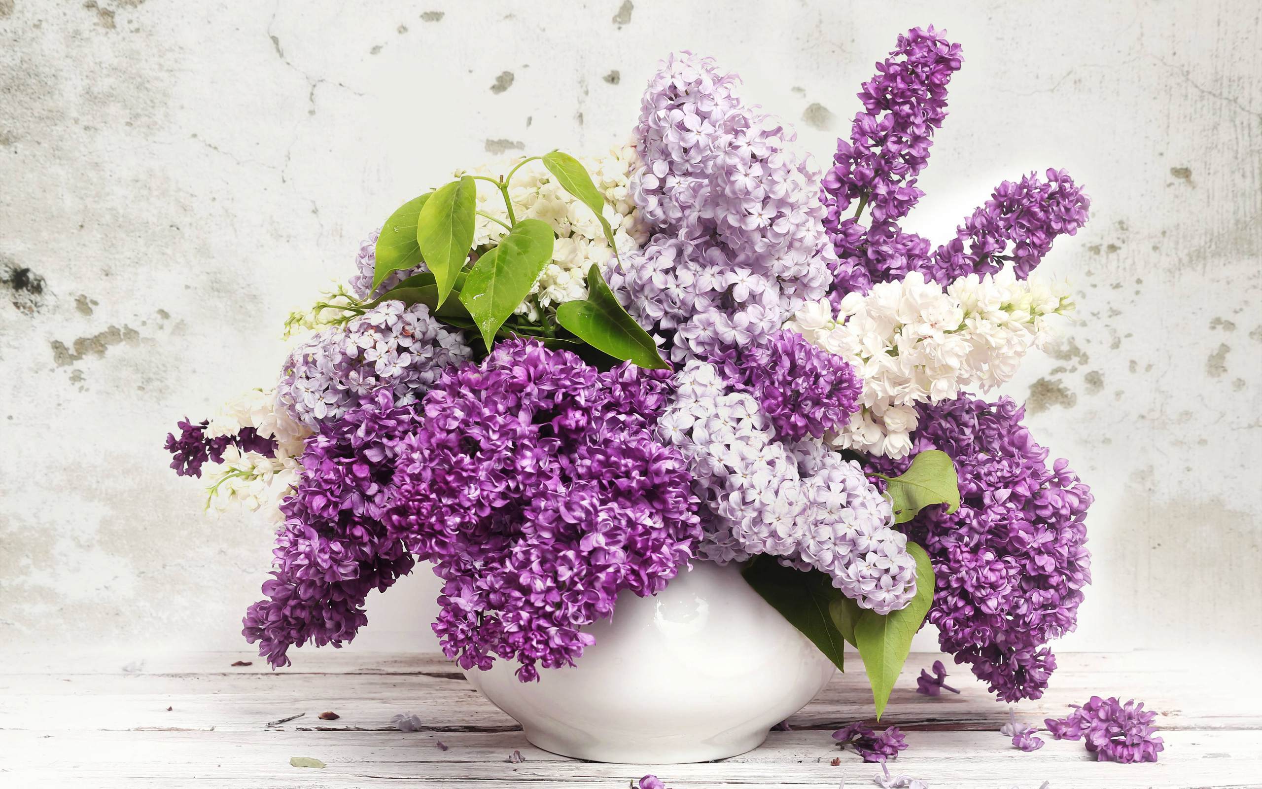 Lilac Flower Wallpapers