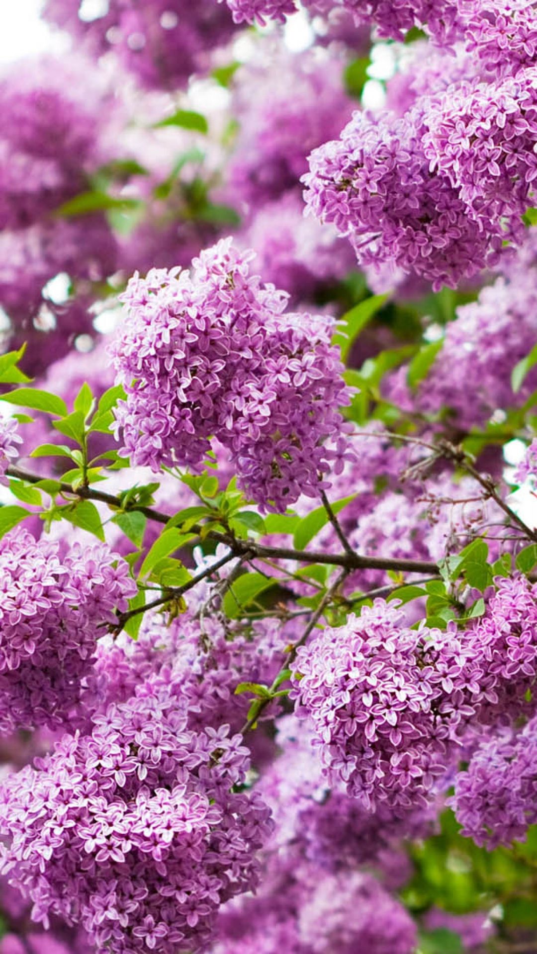 Lilac Flower Wallpapers