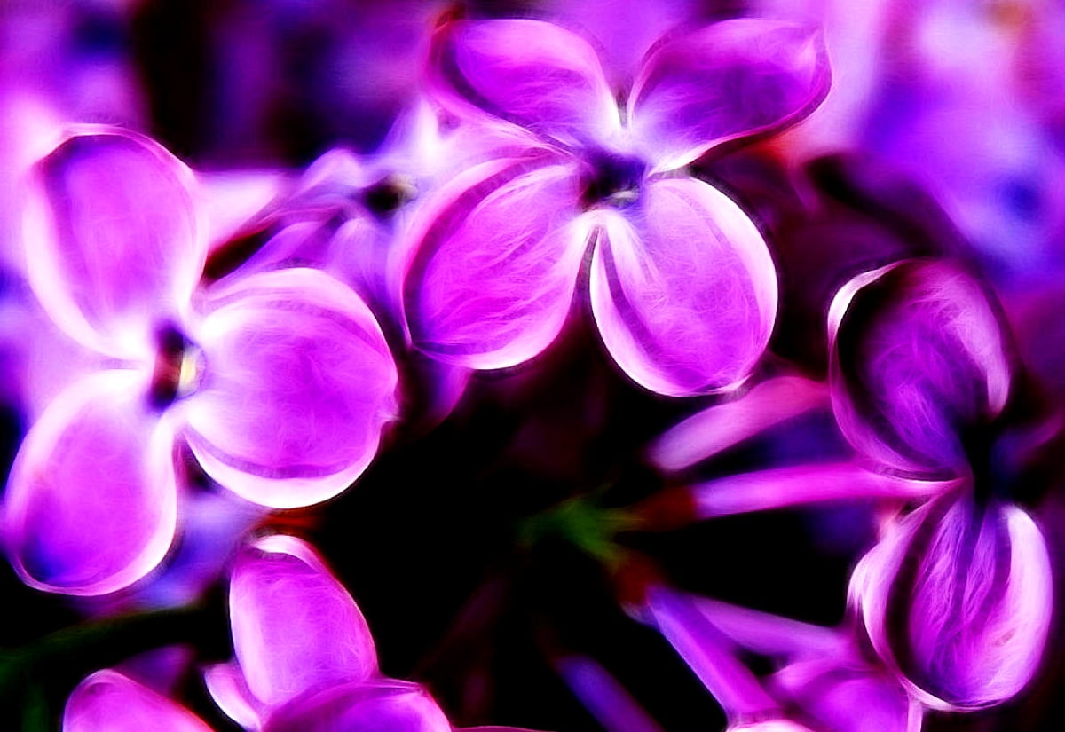 Lilac Wallpapers