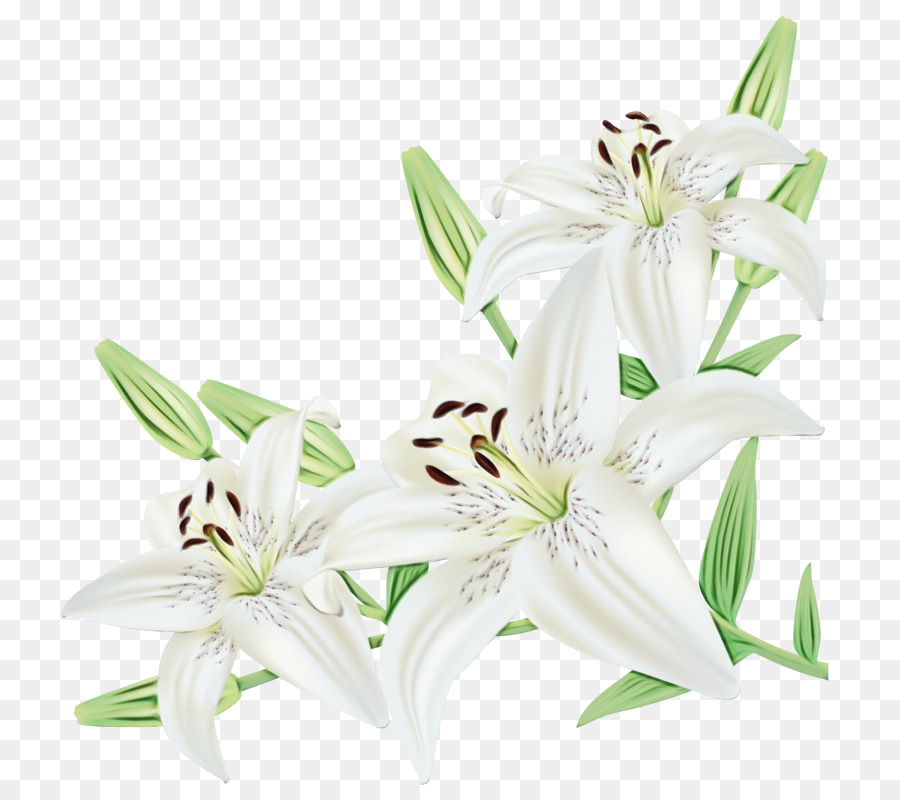 Lilies Backgrounds