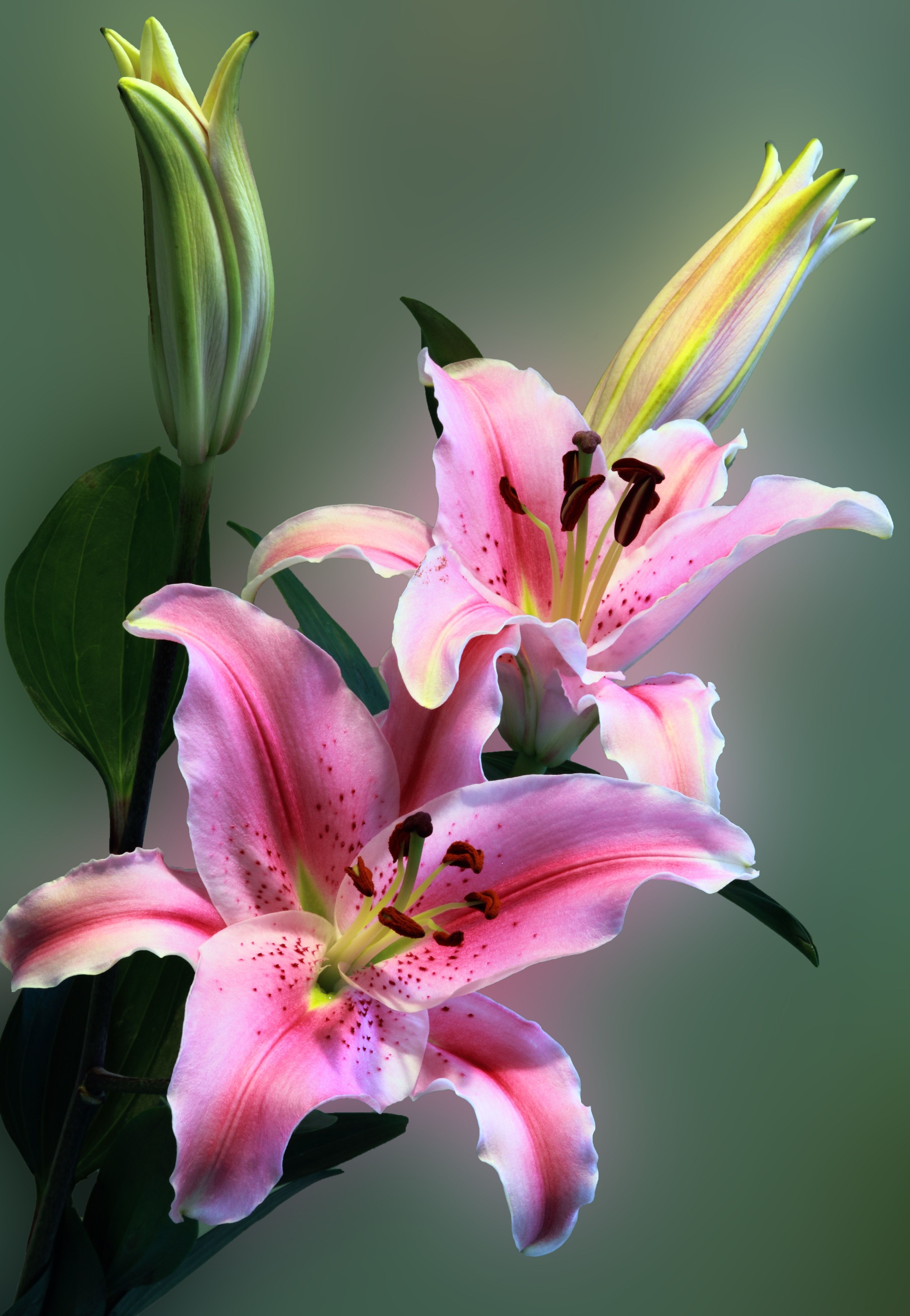 Lilies Iphone Wallpapers