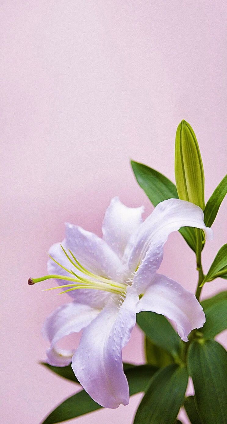 Lilies Iphone Wallpapers