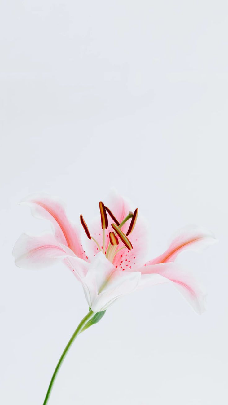 Lilies Iphone Wallpapers