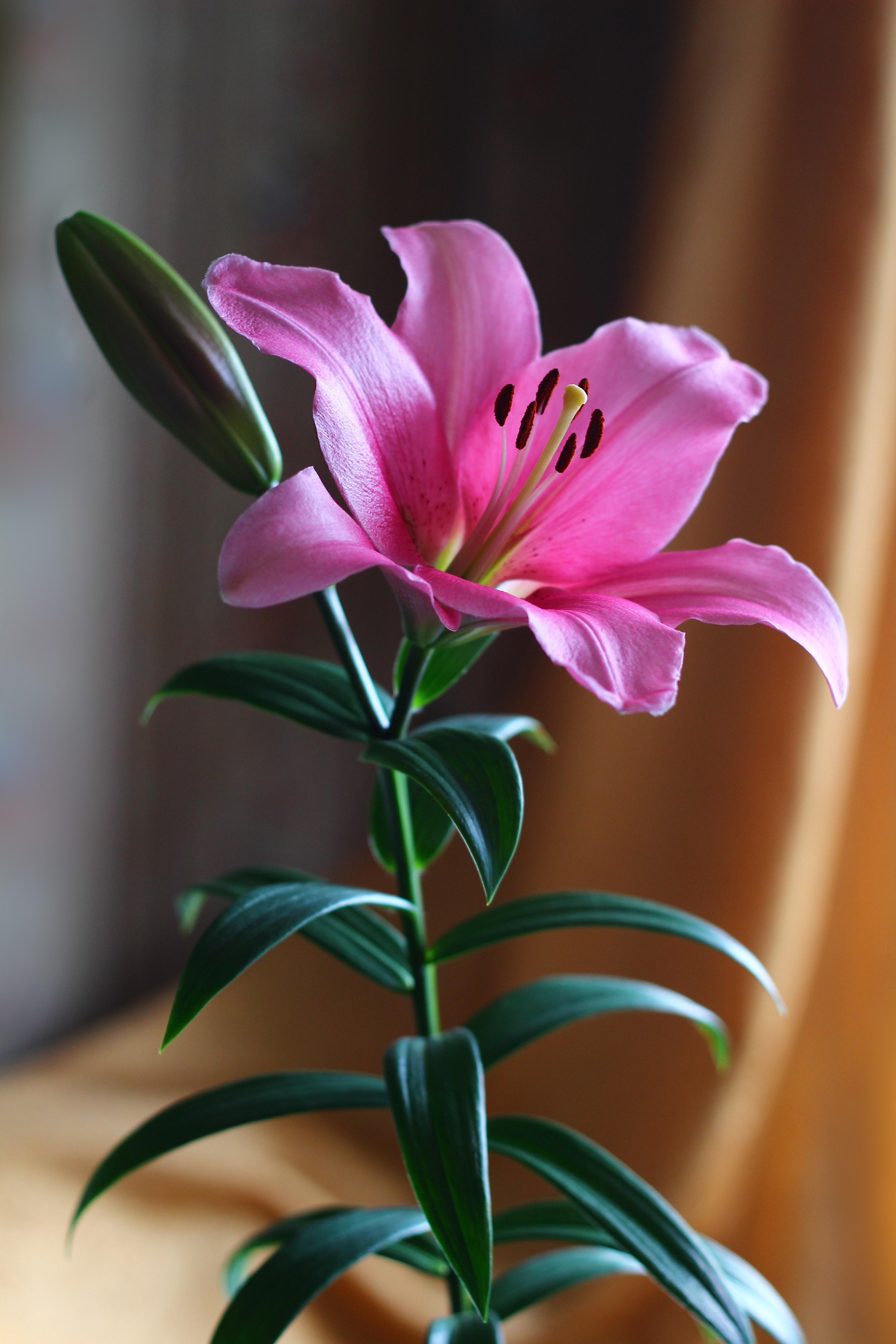 Lilies Iphone Wallpapers