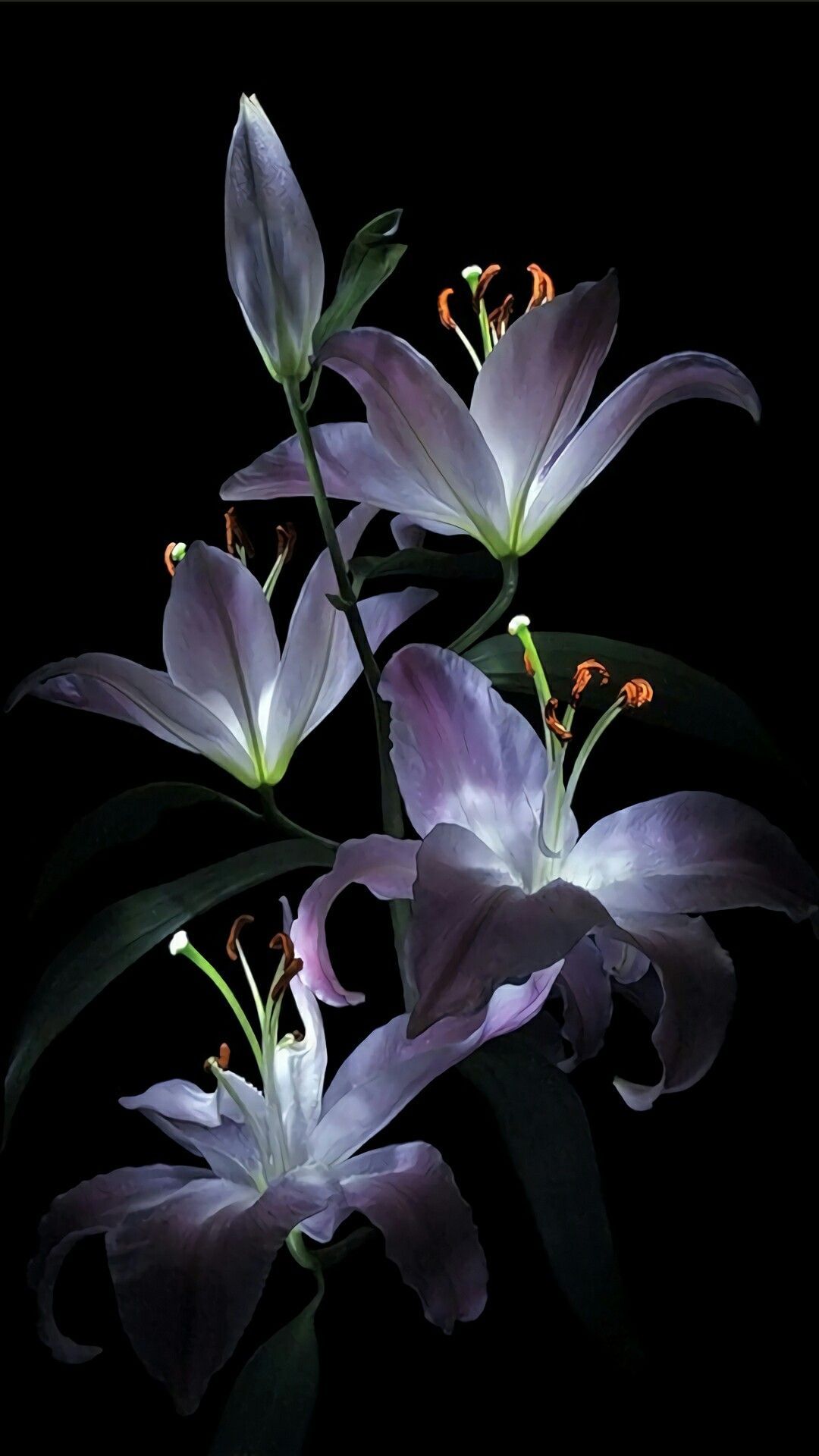 Lilies Iphone Wallpapers