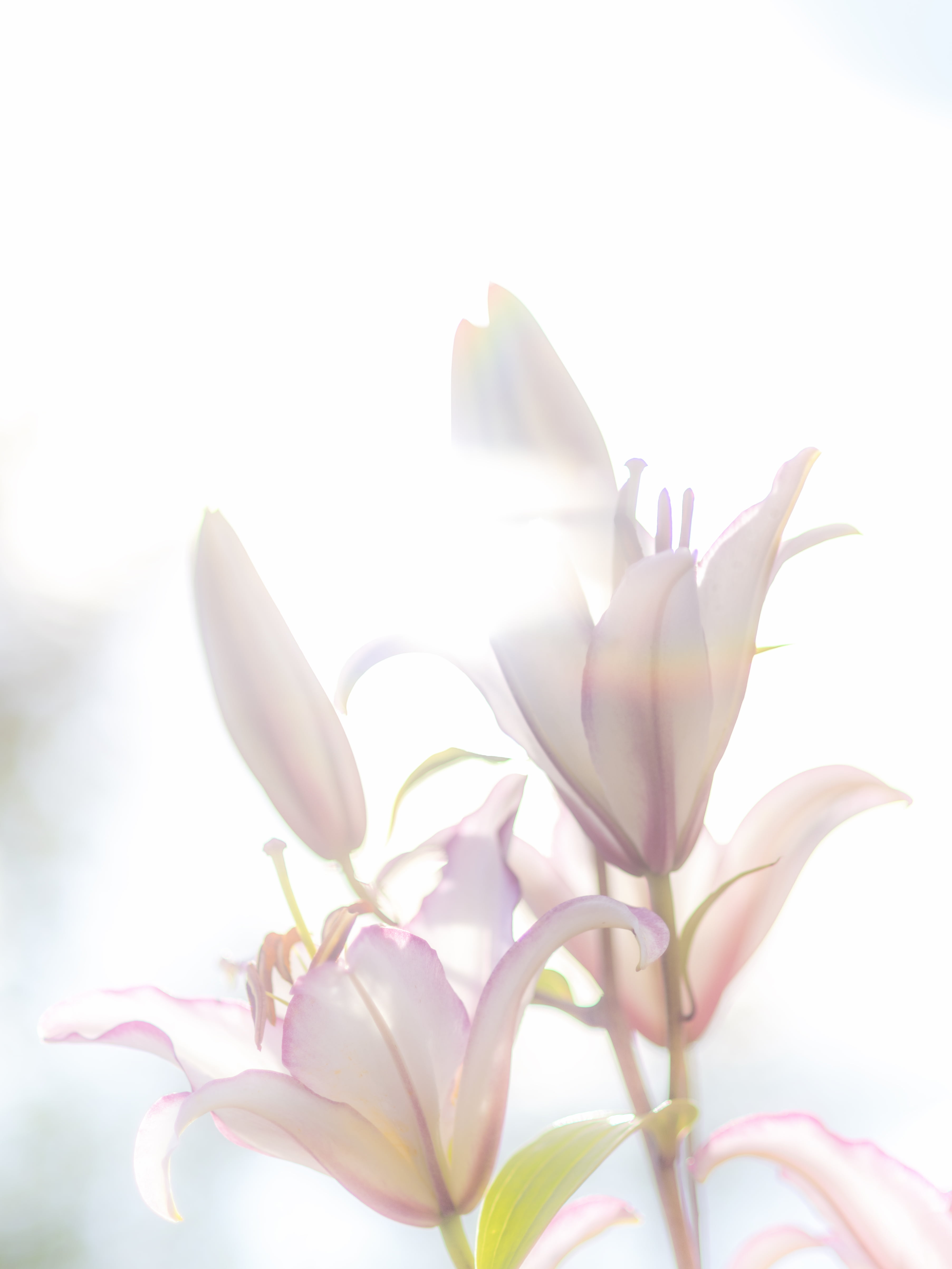Lilies Iphone Wallpapers