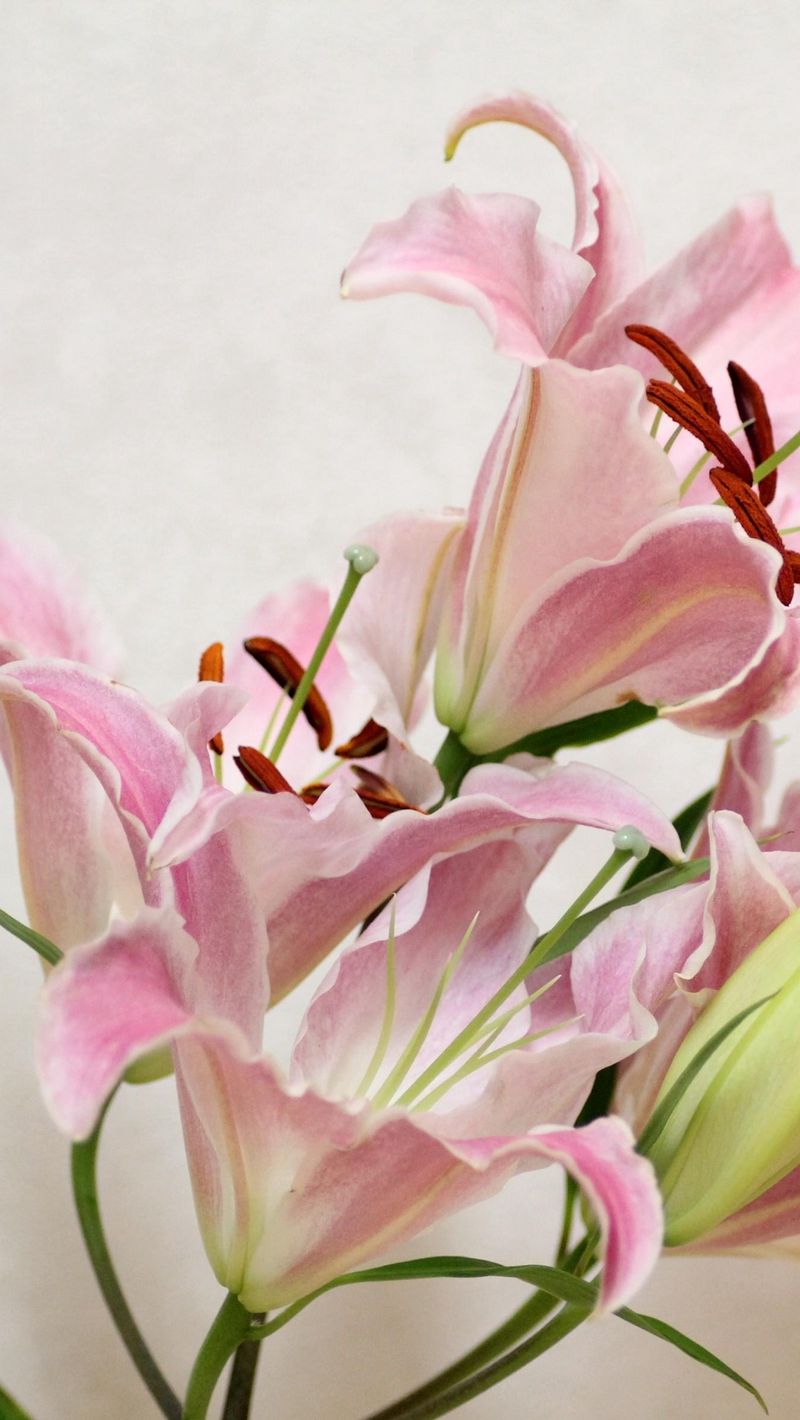 Lilies Iphone Wallpapers