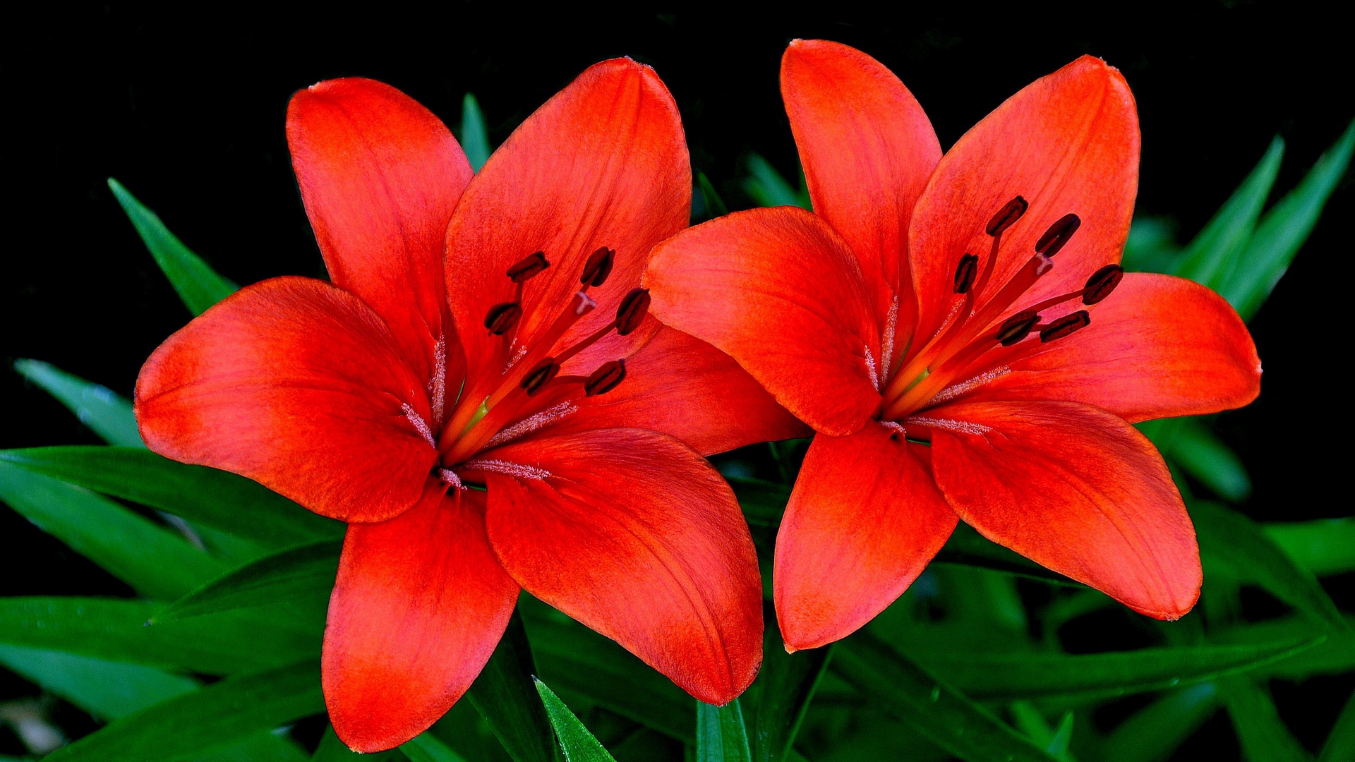 Lily Flowers Pic Wallpapers