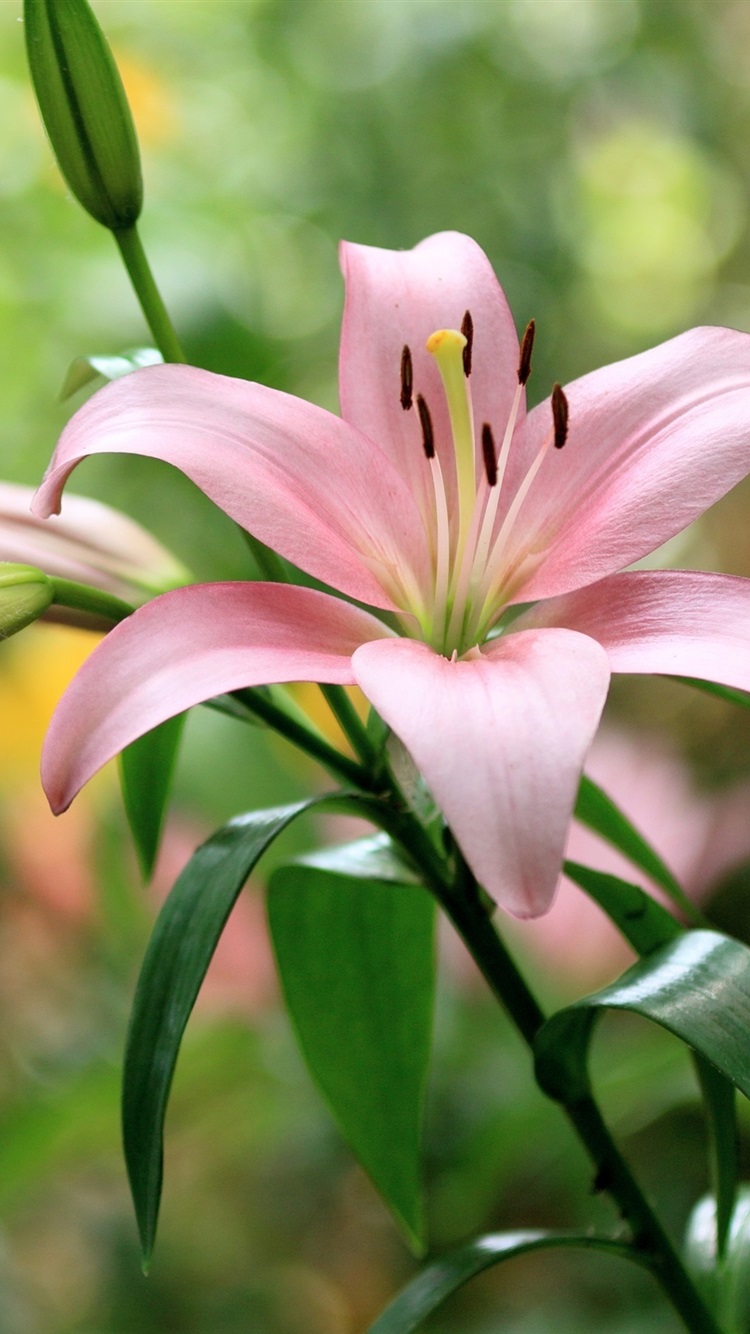 Lily Flowers Pic Wallpapers
