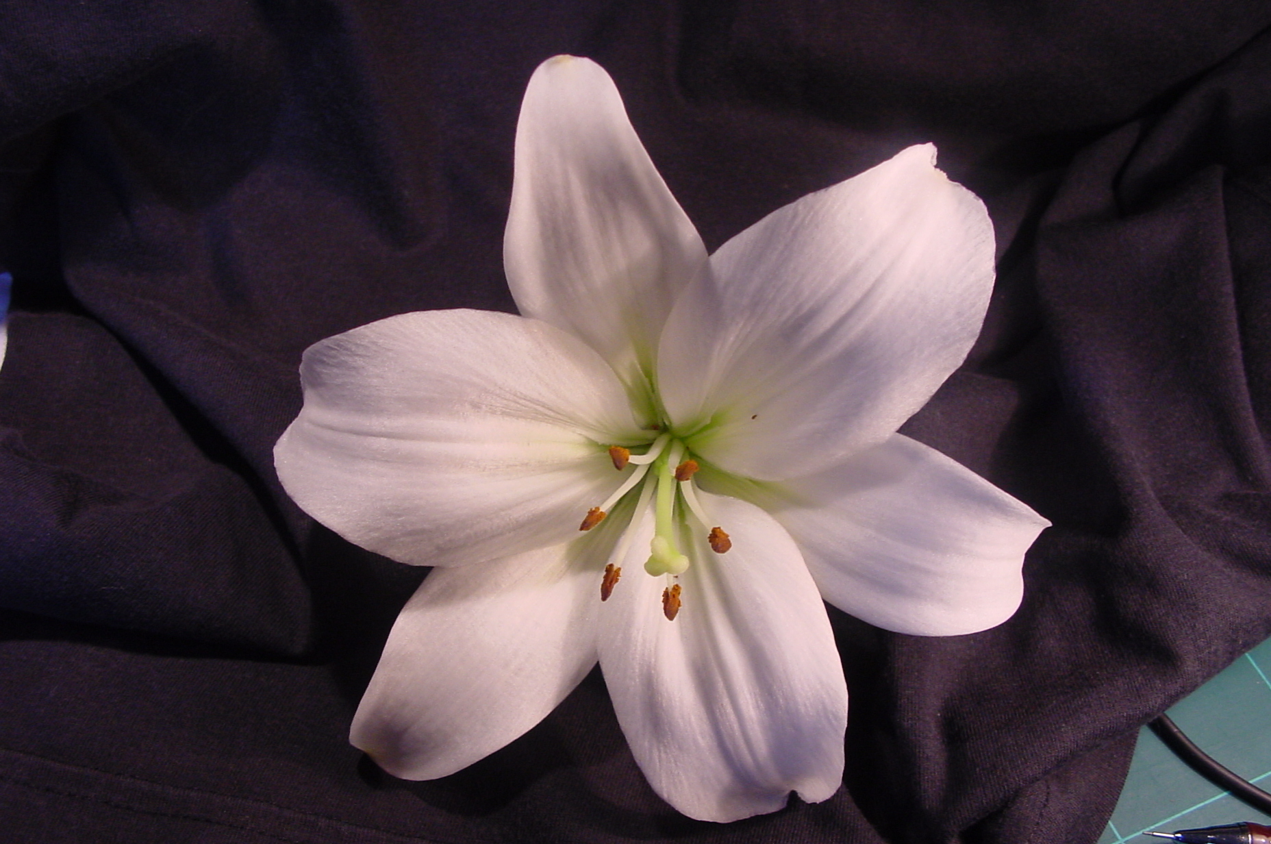 Lily Flowers Pic Wallpapers