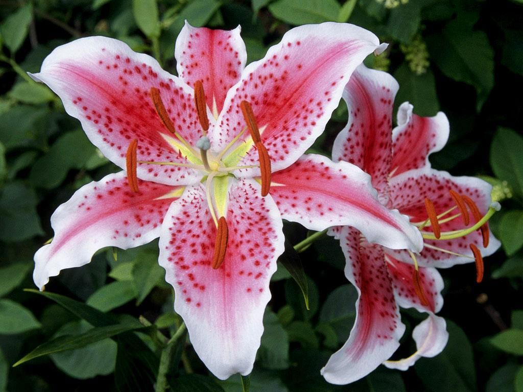 Lily Flowers Pic Wallpapers