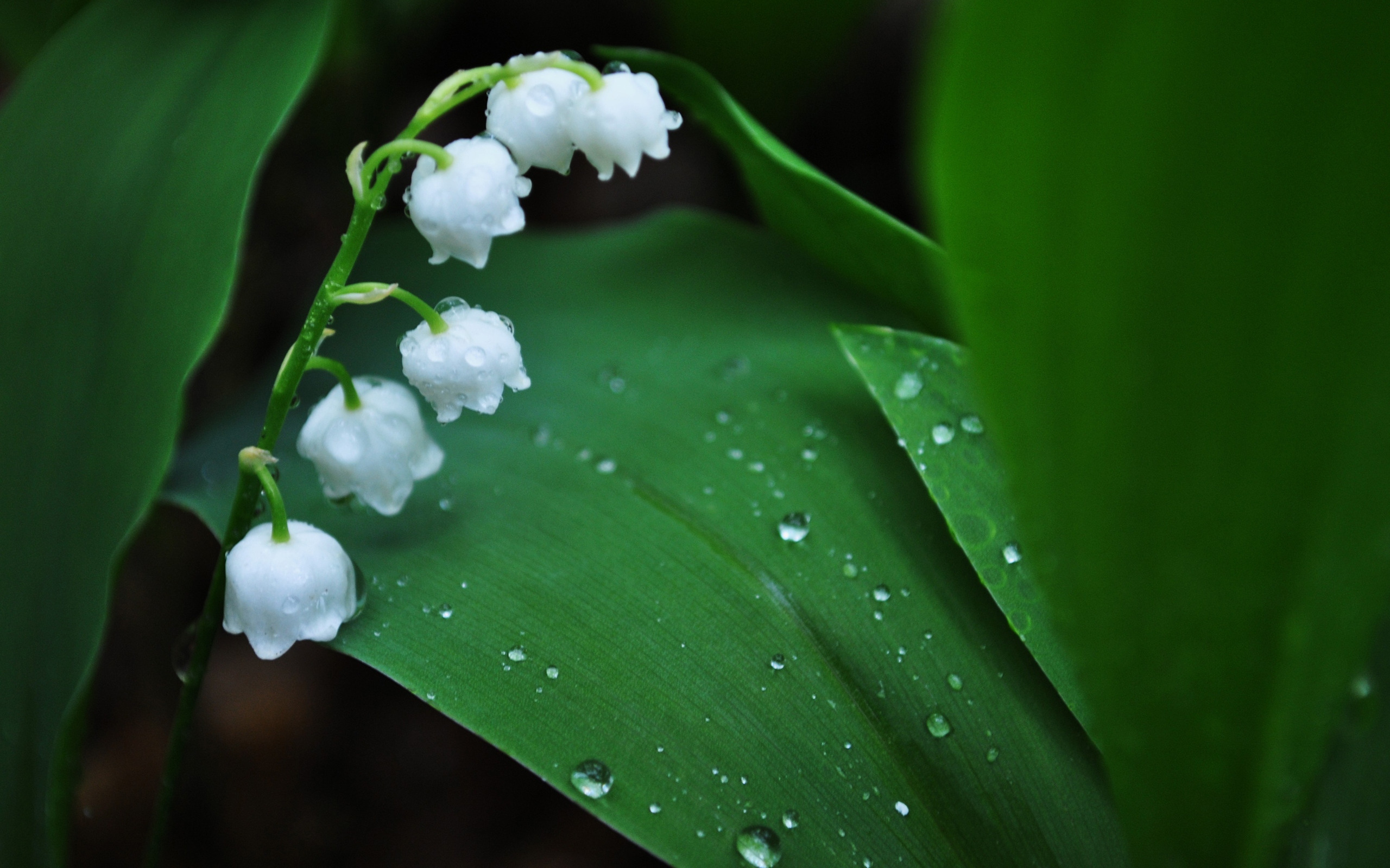 Lily Of The Valley Wallpapers