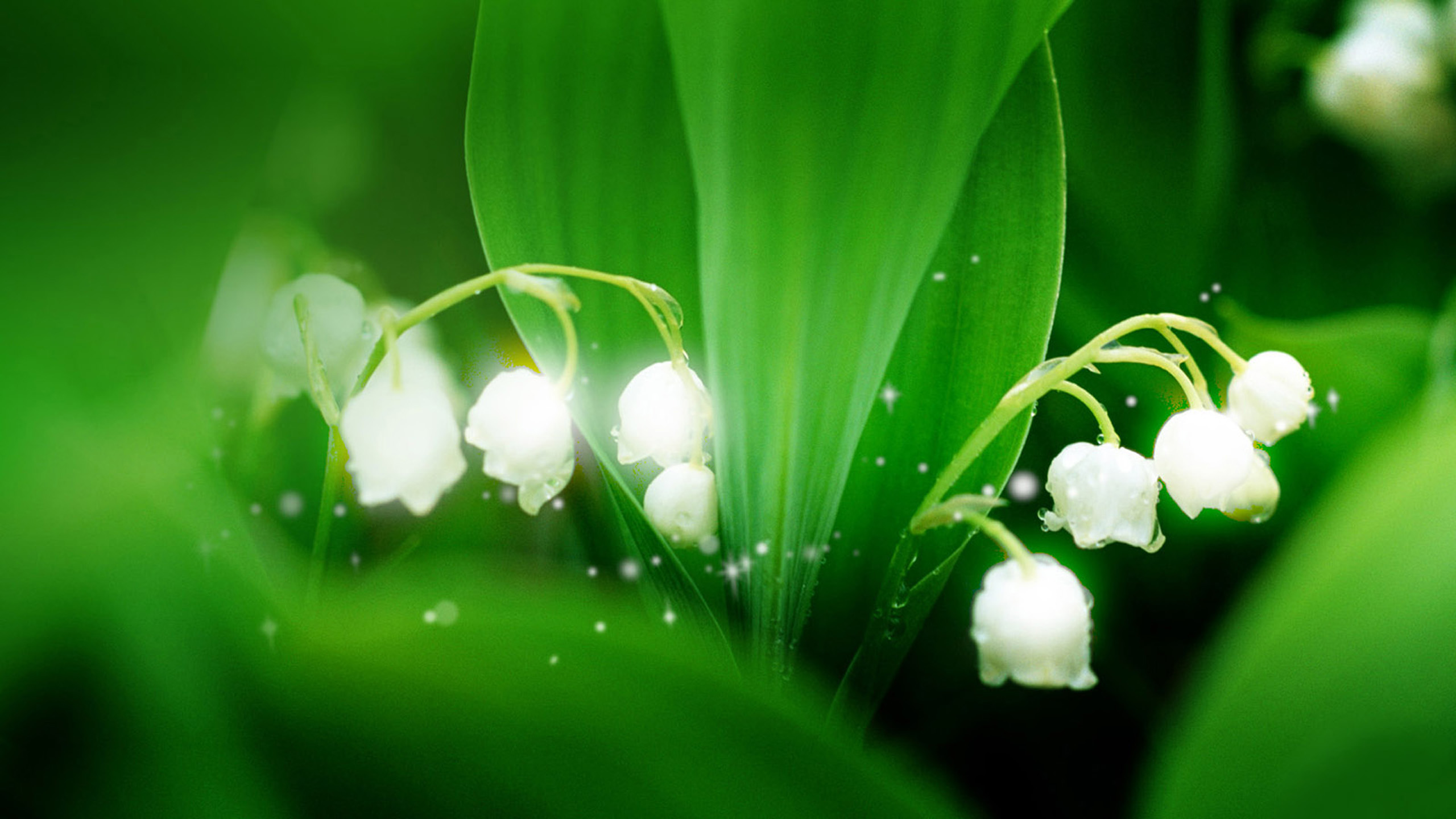 Lily Of The Valley Wallpapers