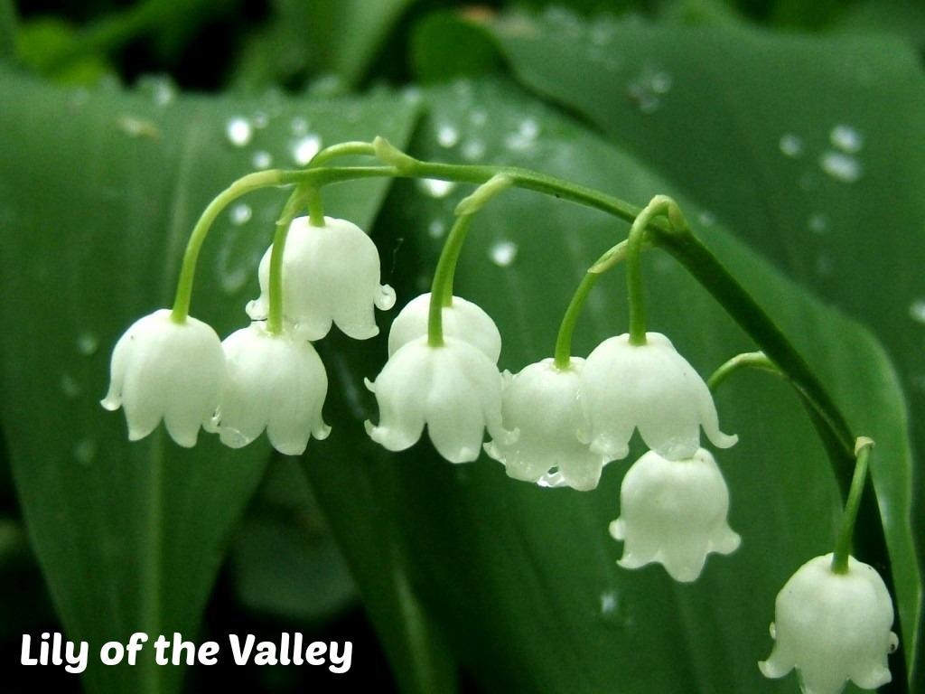 Lily Of The Valley Wallpapers