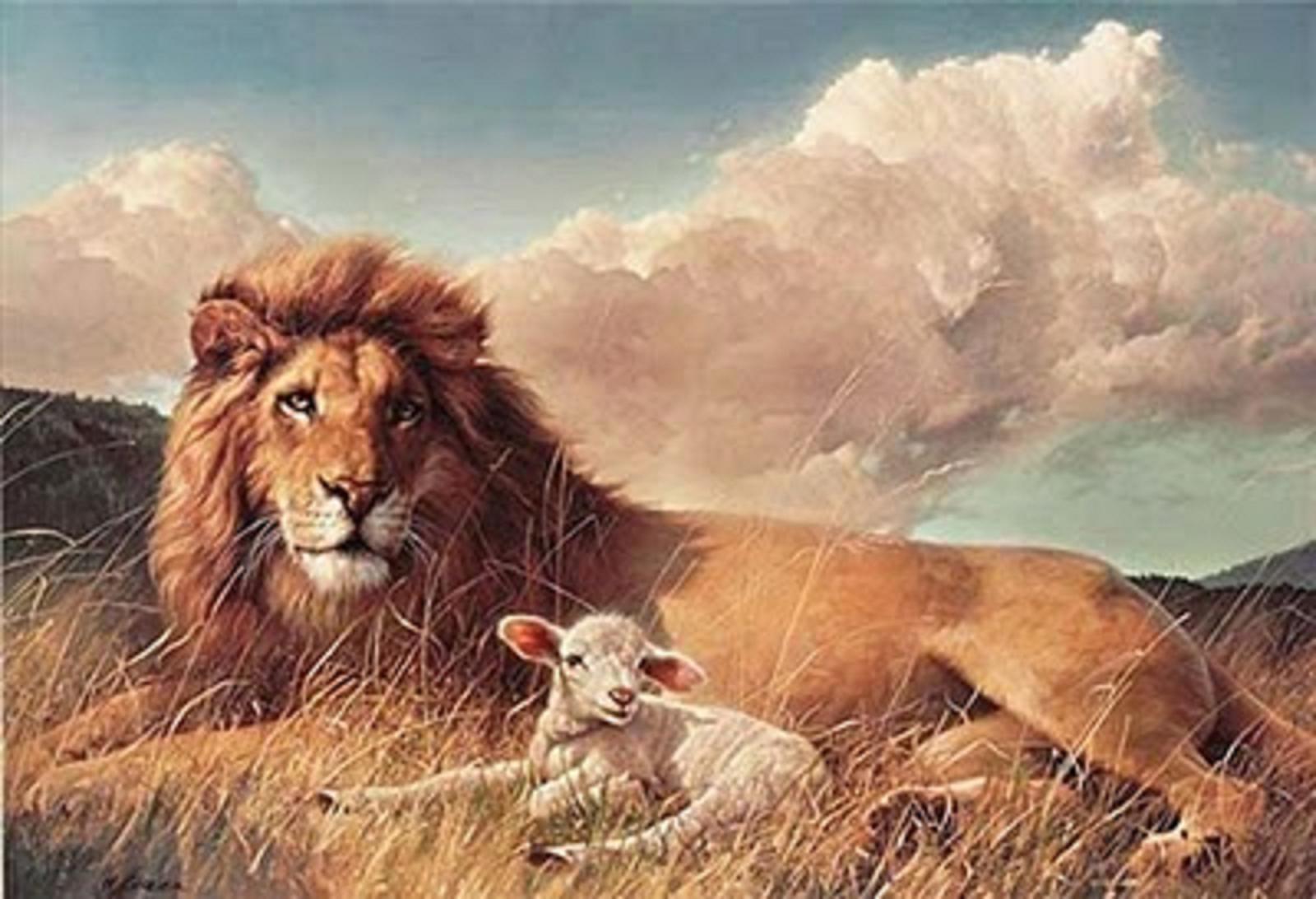 Lion And Lamb Wallpapers