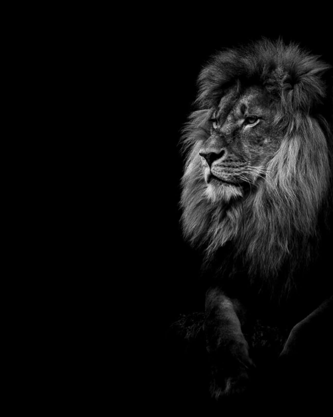 Lion Black And White Wallpapers