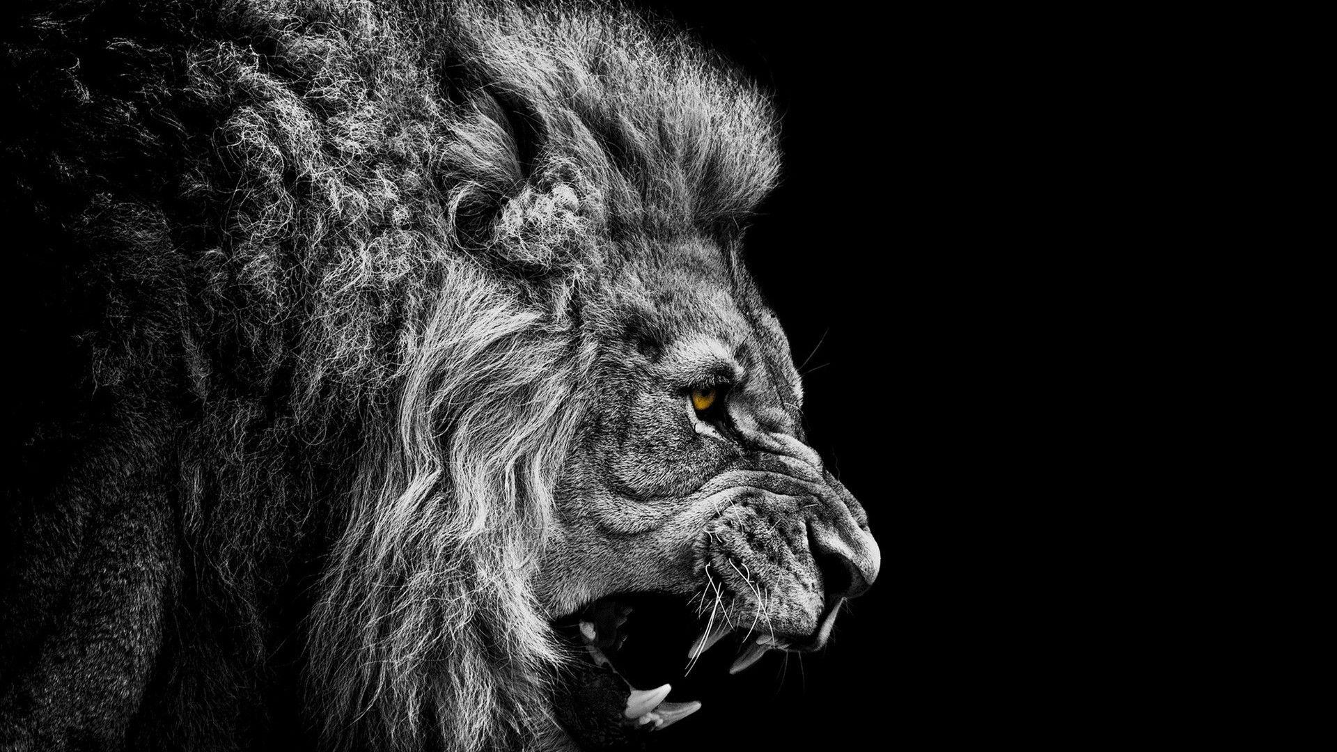Lion Black And White Wallpapers