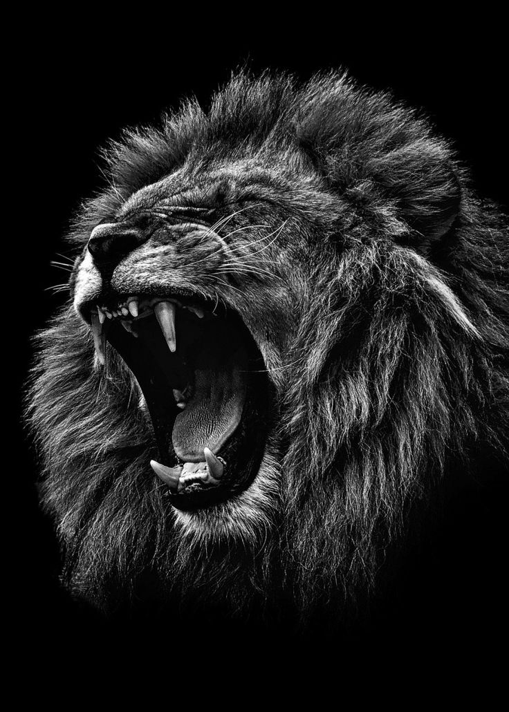 Lion Black And White Wallpapers