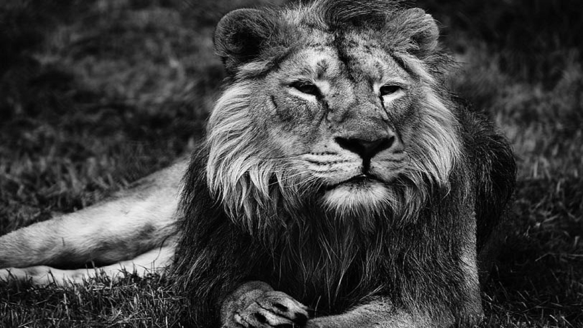 Lion Black And White Wallpapers