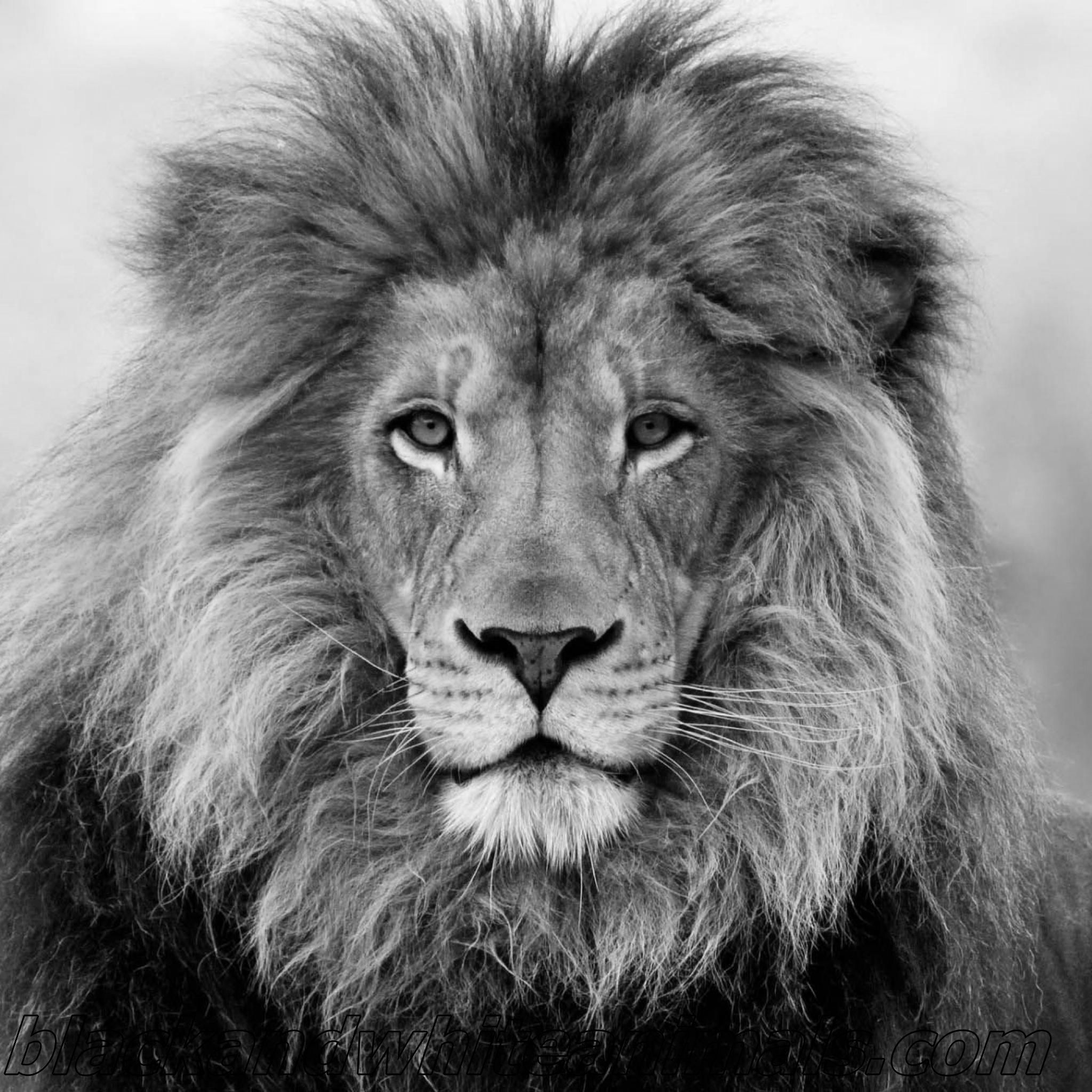 Lion Black And White Wallpapers