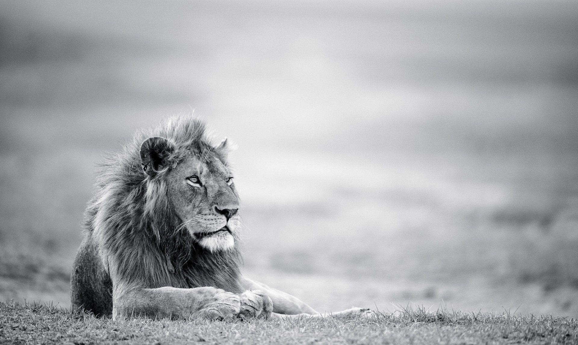 Lion Black And White Wallpapers