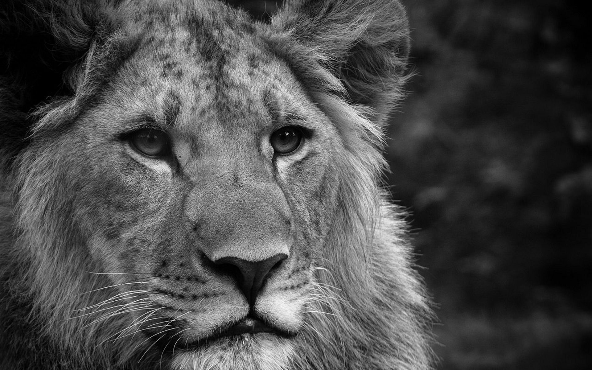 Lion Black And White Wallpapers