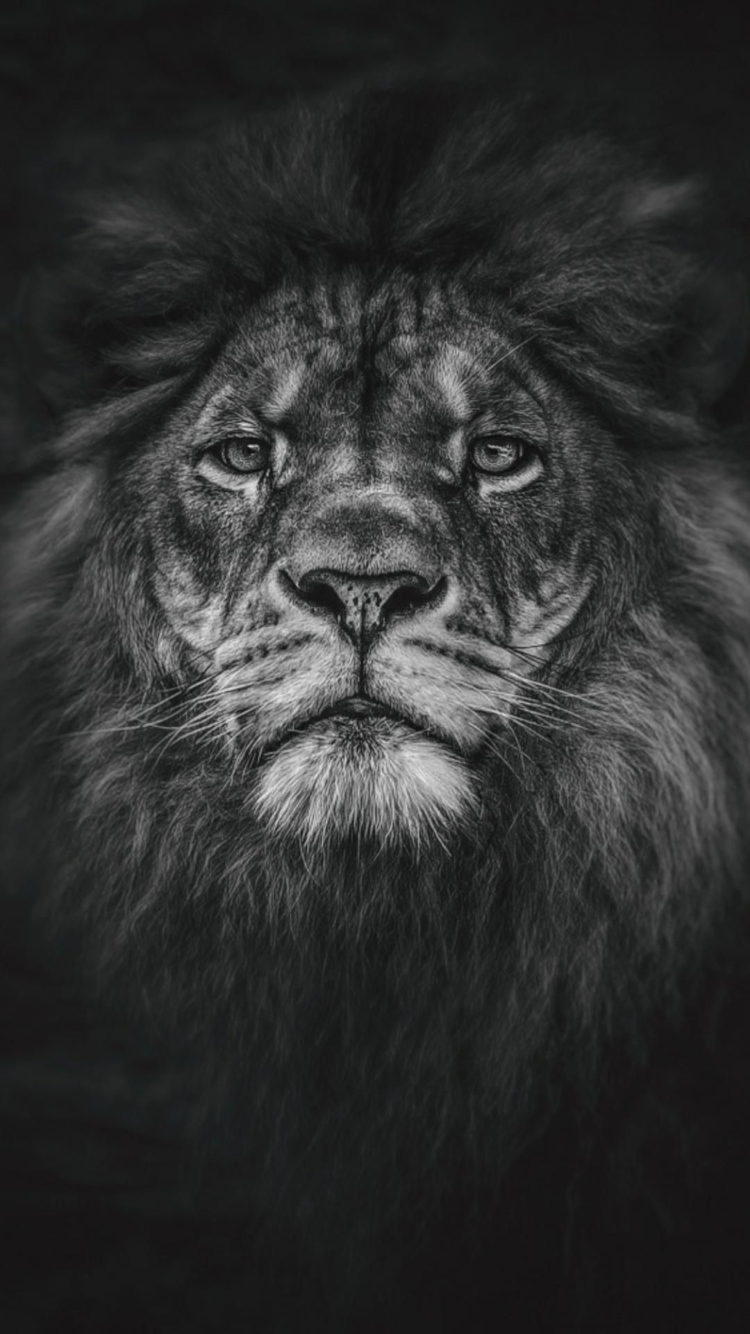 Lion Black And White Wallpapers