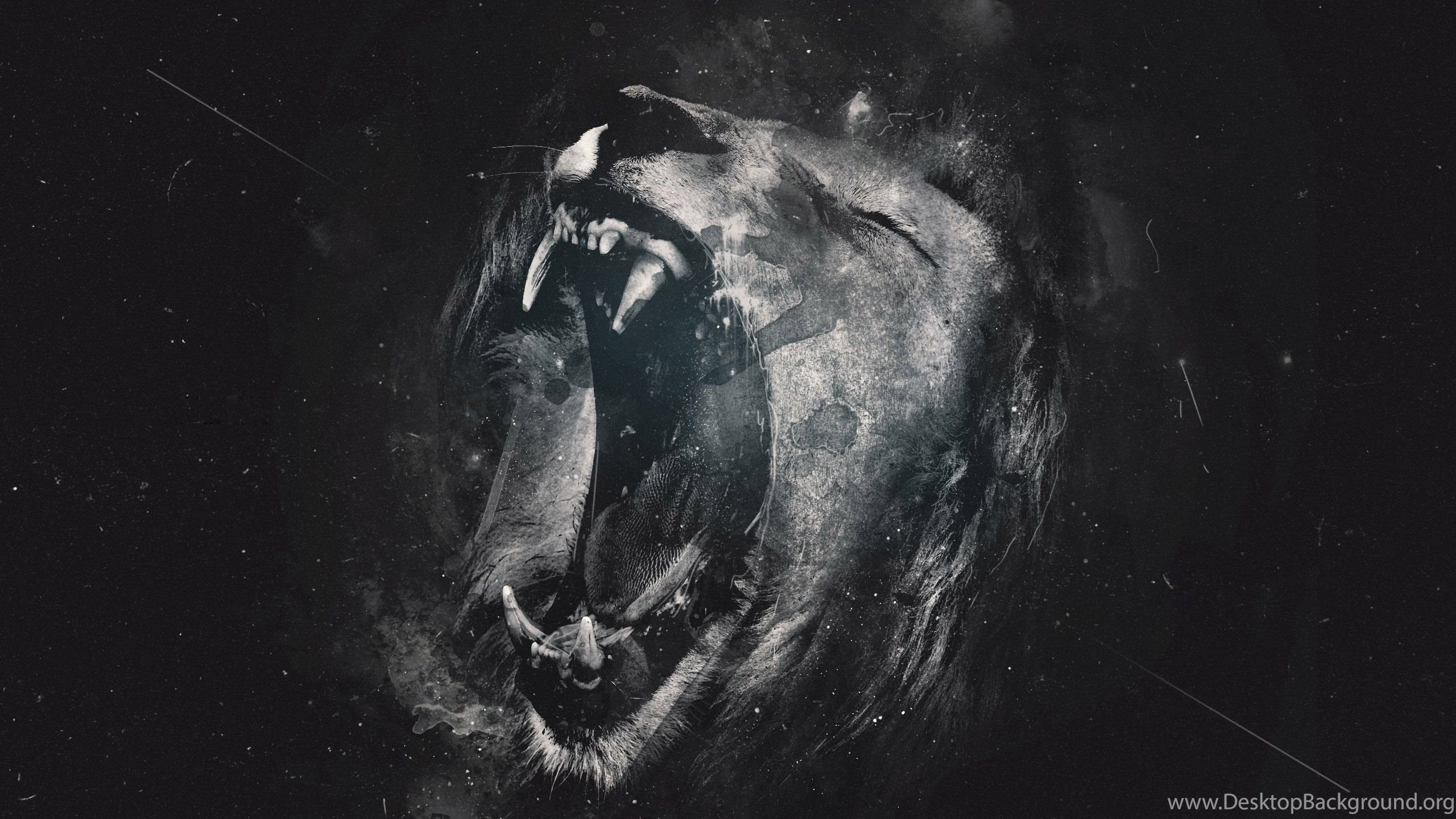 Lion Black And White Wallpapers