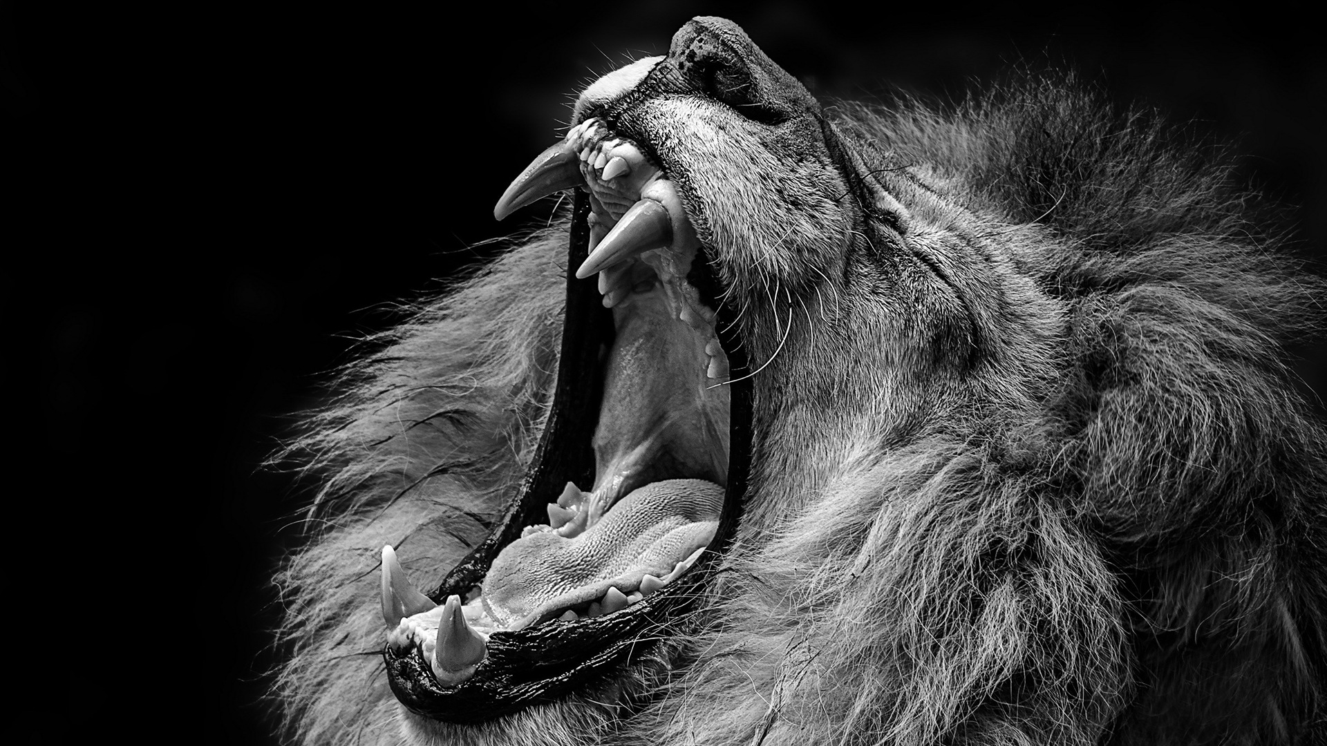 Lion Black And White Wallpapers