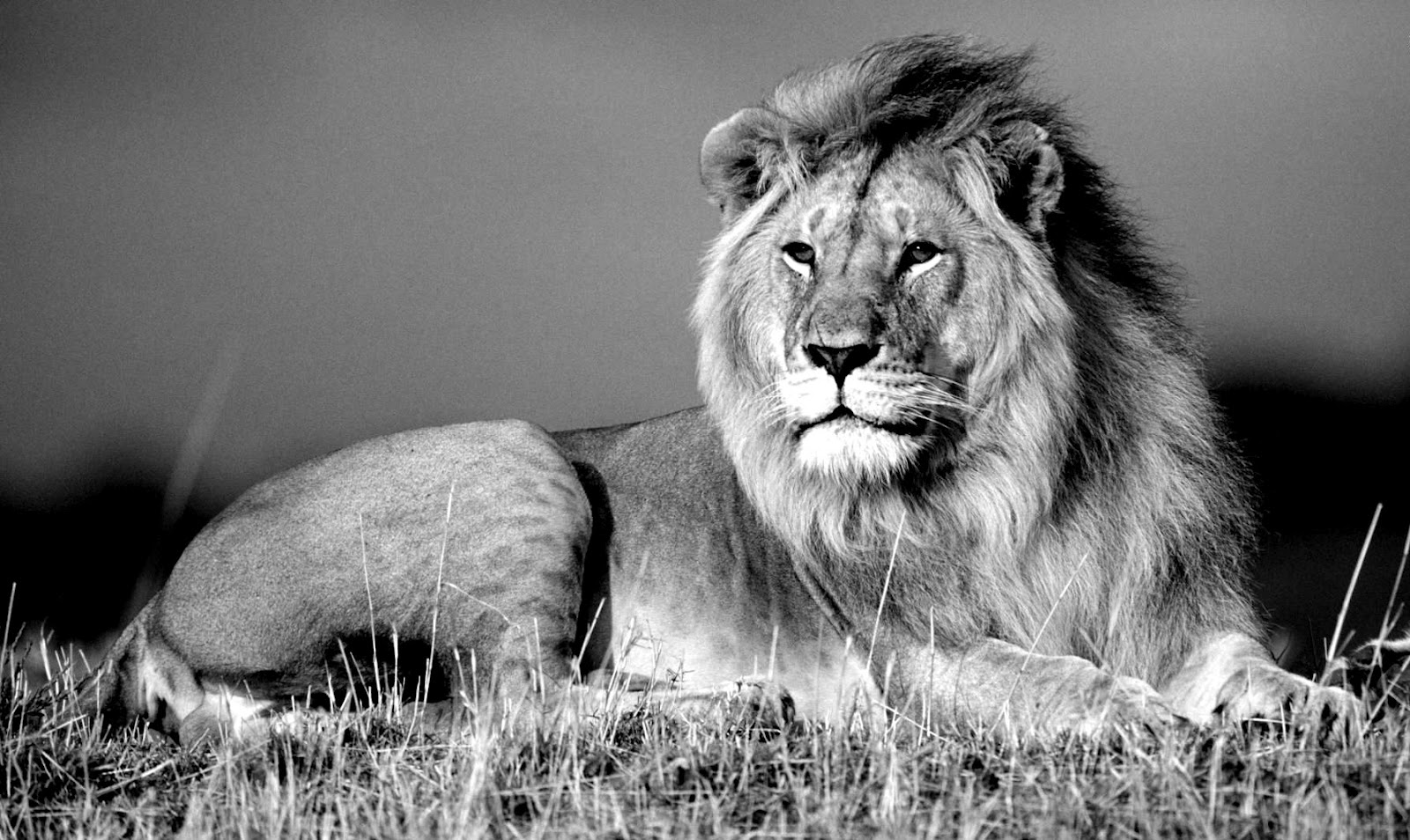 Lion Black And White Wallpapers