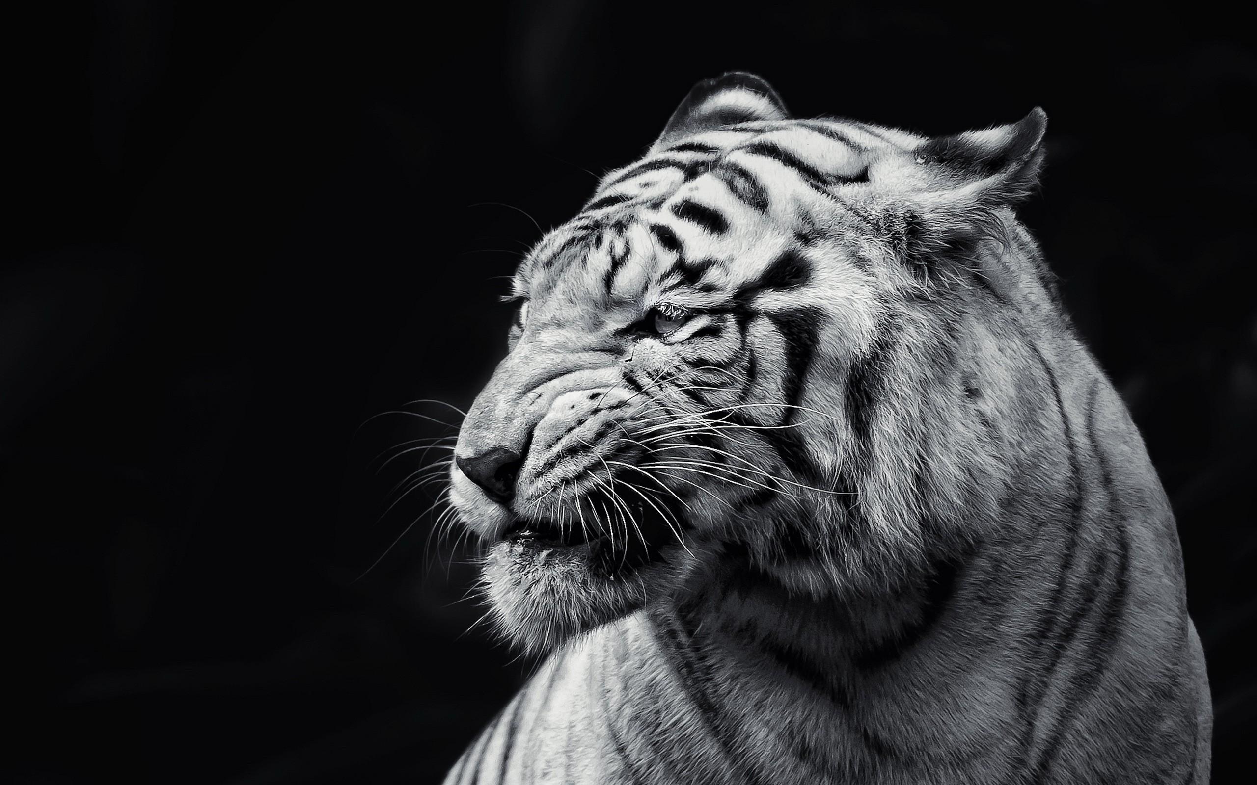 Lion Black And White Wallpapers