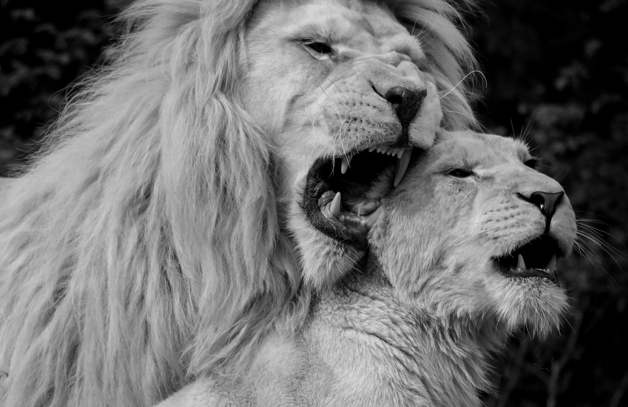 Lion Black And White Wallpapers