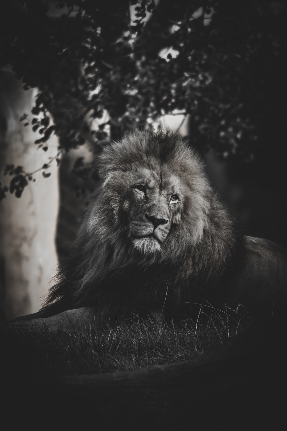 Lion Black Wallpapers